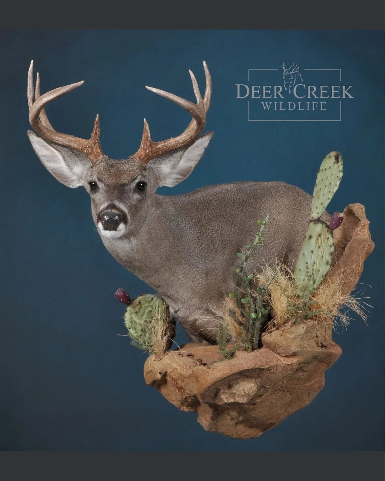 The Coues Deer is a small elusive subspecies of whitetail deer, native to the rugged mountains and desert landscapes of the American Southwest and Northern Mexico. Often called the &ldquo;grey ghost,&rdquo; coues deer are known for their exceptional 