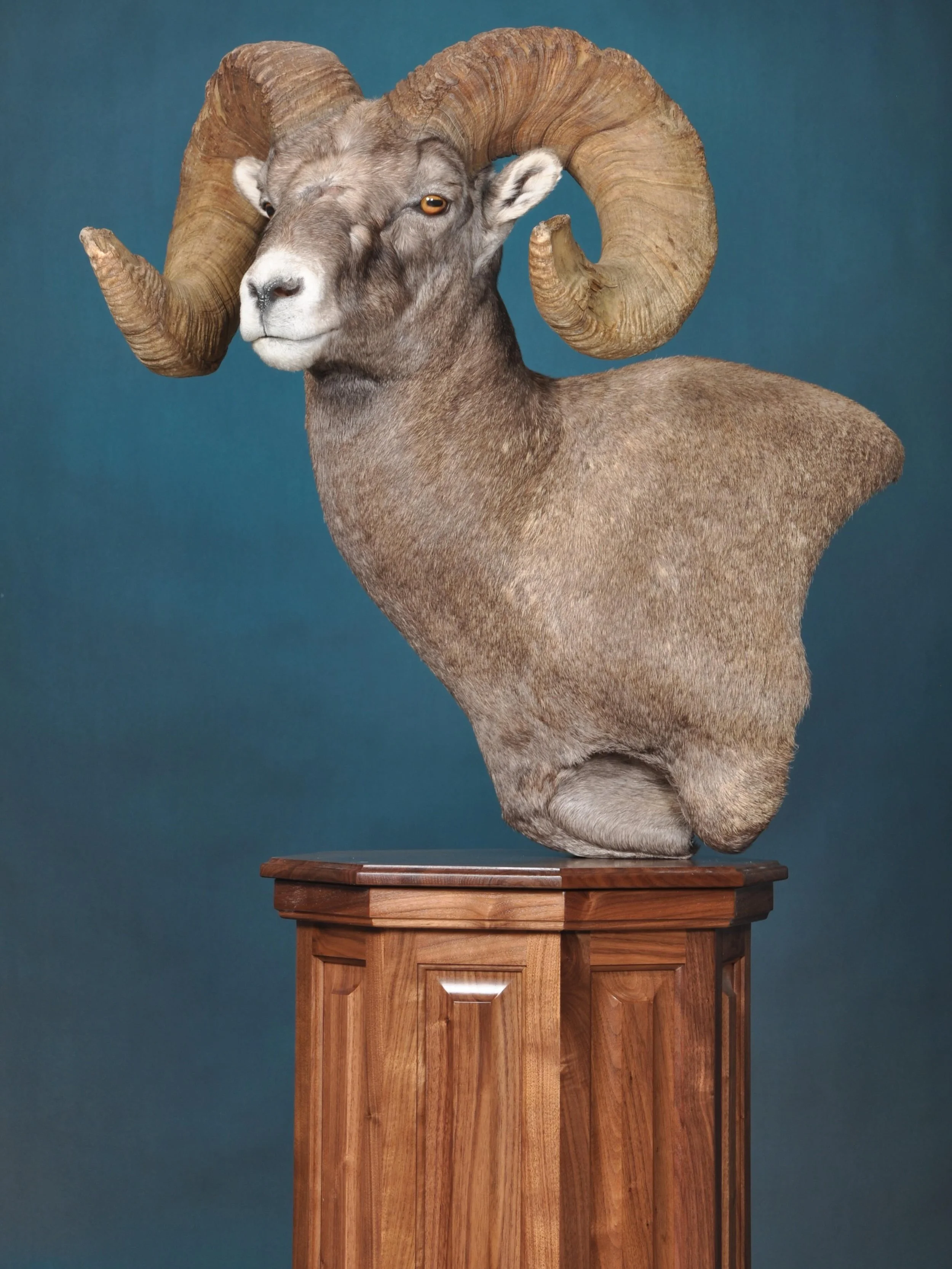 This bighorn sheep mount features a clean upright pose on a handcrafted walnut base that brings out the rich tones and detail throughout the cape and horns. A timeless way to showcase a once-in-a lifetime ram. Come see it in person at the Wyoming Wil
