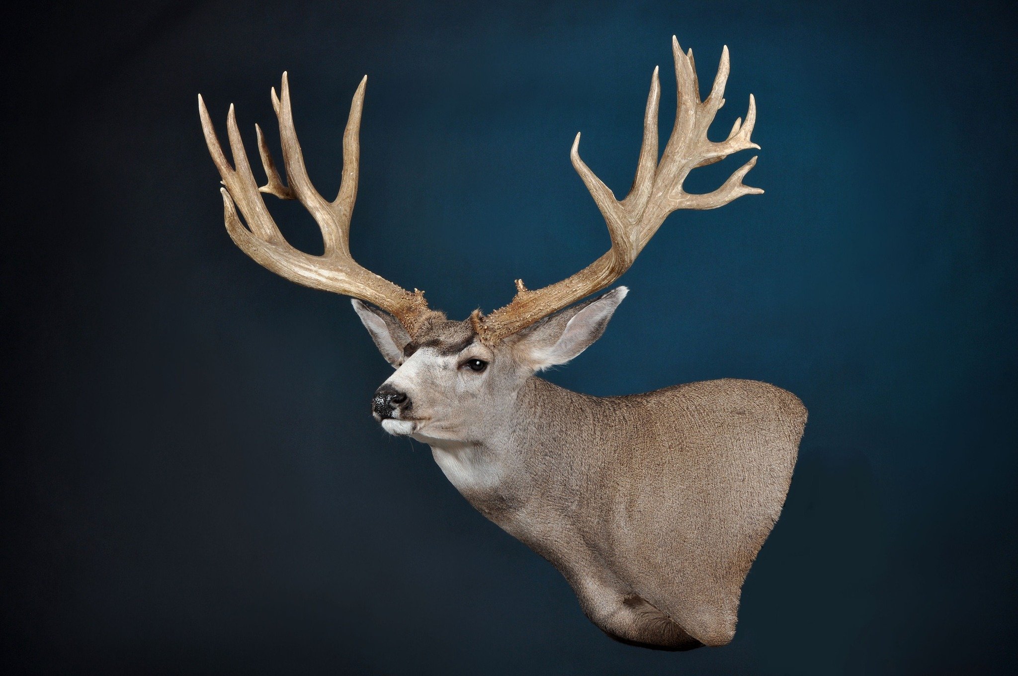 This mature buck carries the deep forks, mass, and character that make mule deer one of North America's most iconic big game animals. A beautiful trophy preserved to honor the hunt and the memories that came with it.

Proudly mounted by Deer Creek Wi