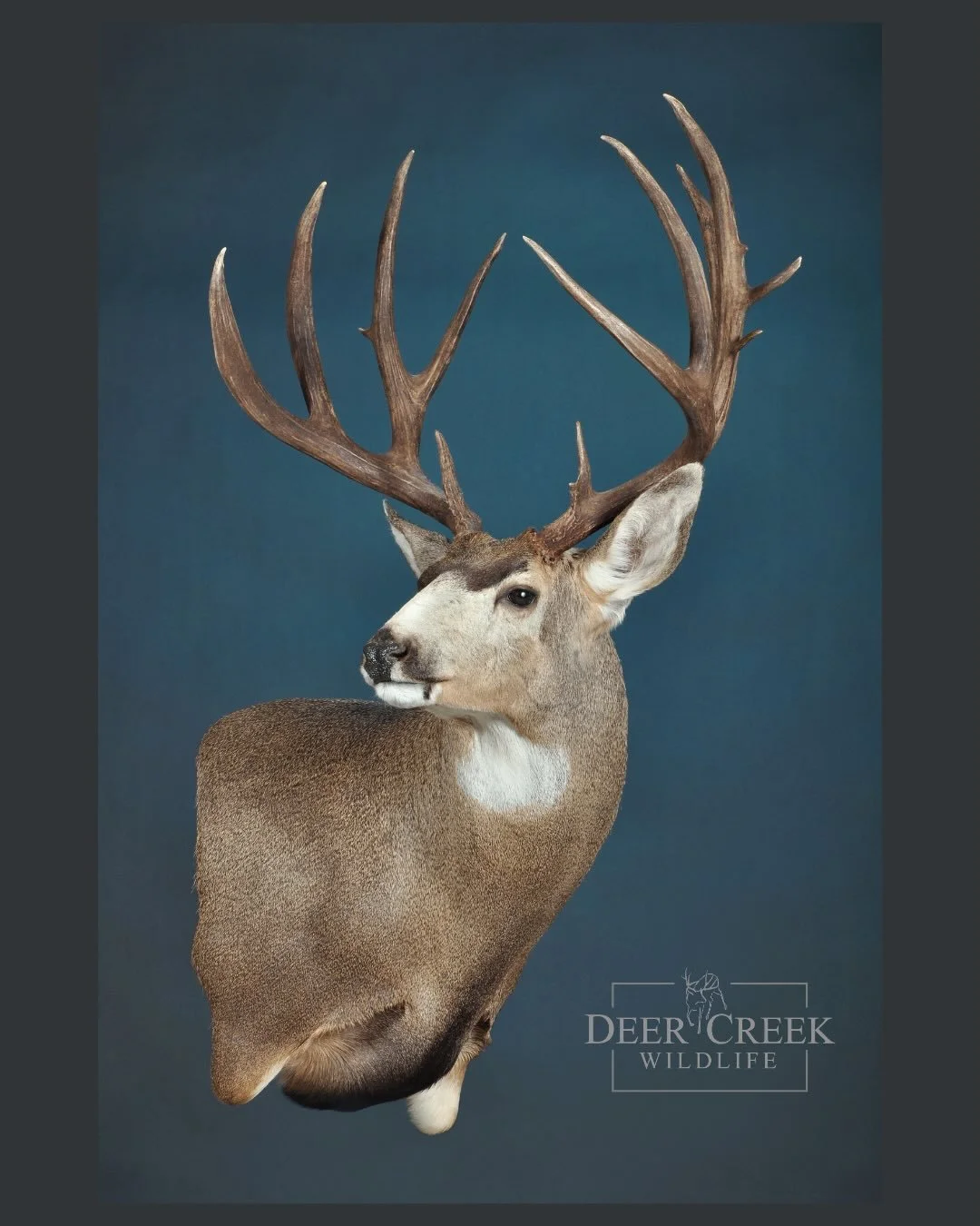 A clean and simple wall pedestal for this tall mule deer. #deercreekwildlife #taxidermyart #deerhunting #muledeer
