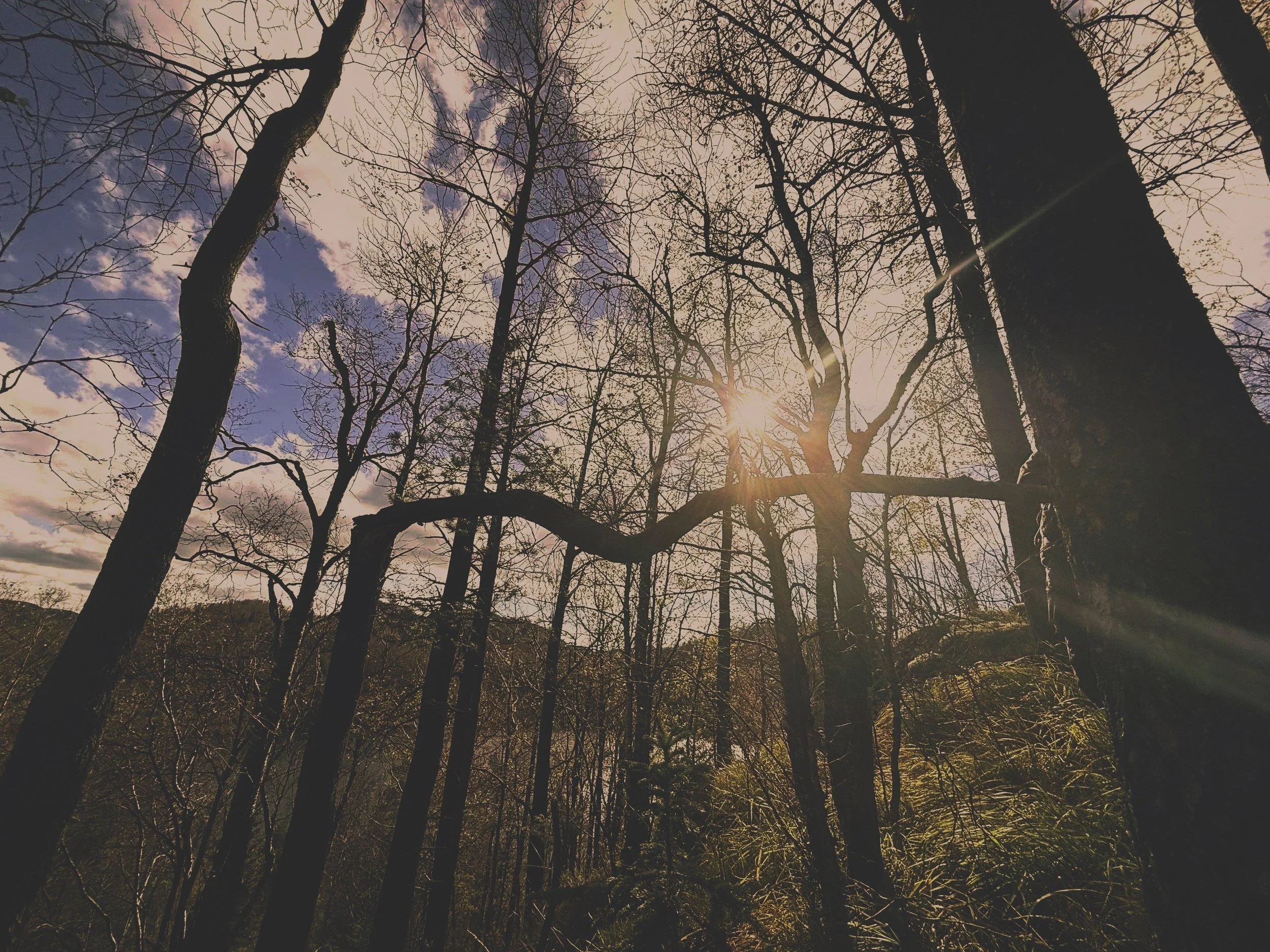 Solsikt gjennom trær i en skog, med solstråler som skinner mellom greinene.