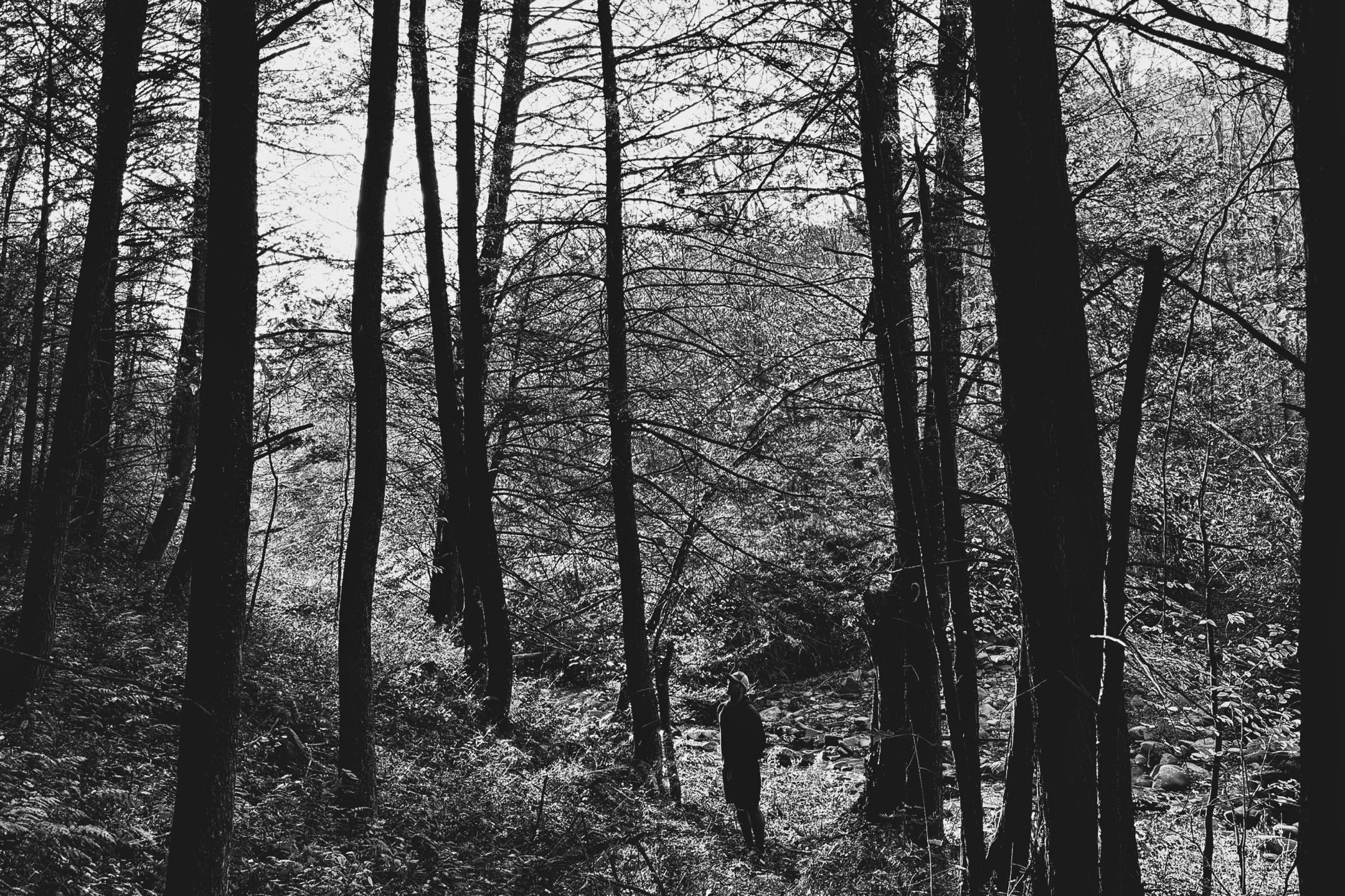 Barred Owls