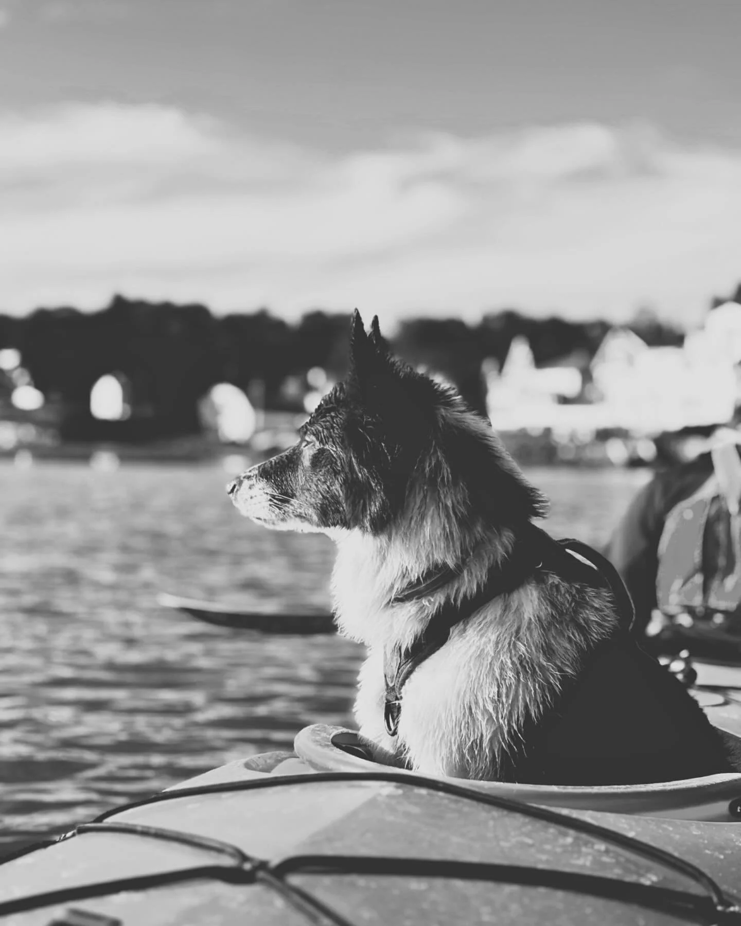 Summer, part 2 🪼

i. Sasha meets sea kayak
ii. Pemaquid triathlon safety boating 
iii. Overnights on 🐦&zwj;⬛ 
iv. Stone skipping on Louds Beach
v. Fauna 
vi. Intentional swim
vii. Owl&rsquo;s Head 

#maineguide #seakayaking #saltydog #summercamp