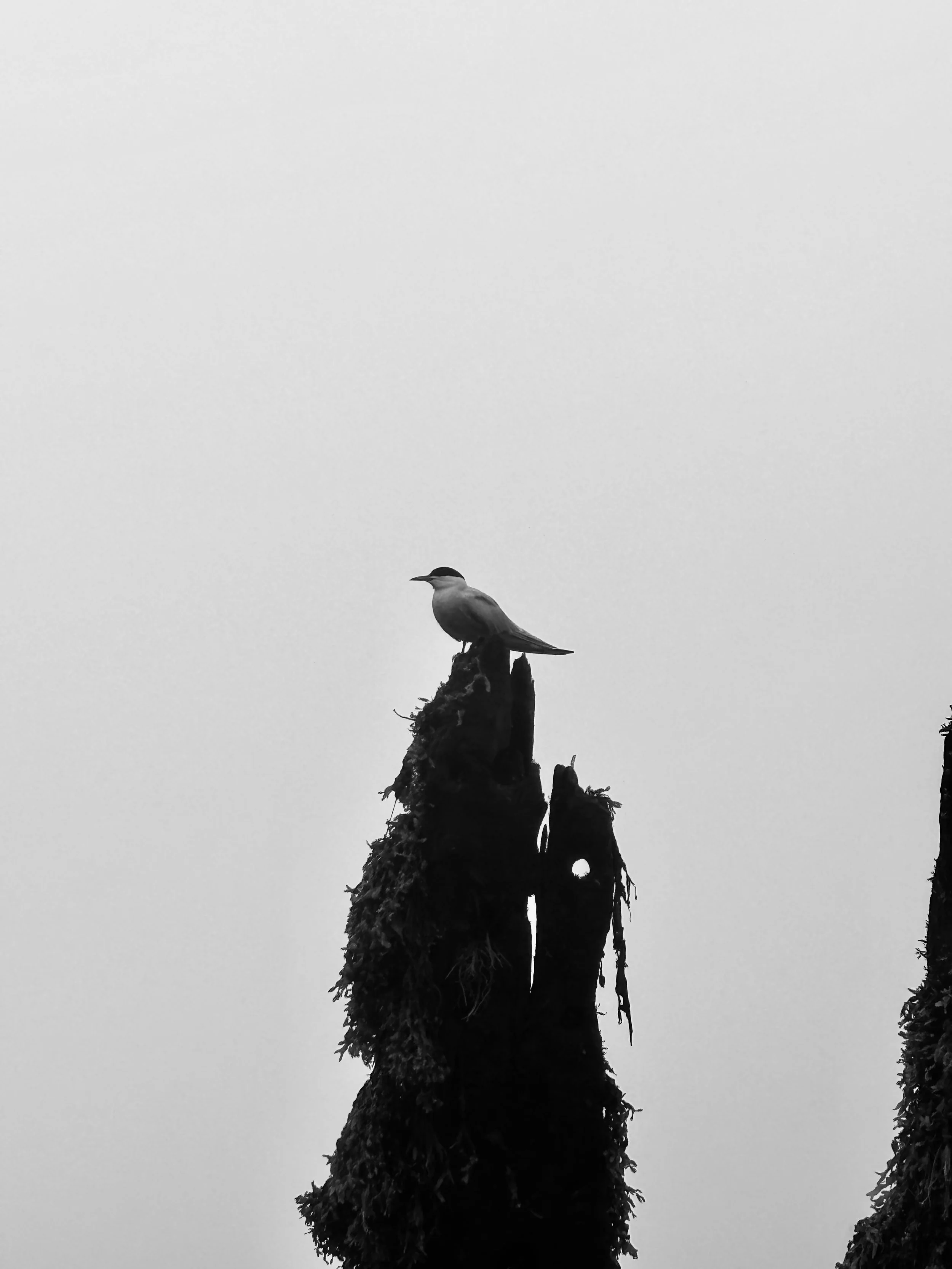 Accidental Birder