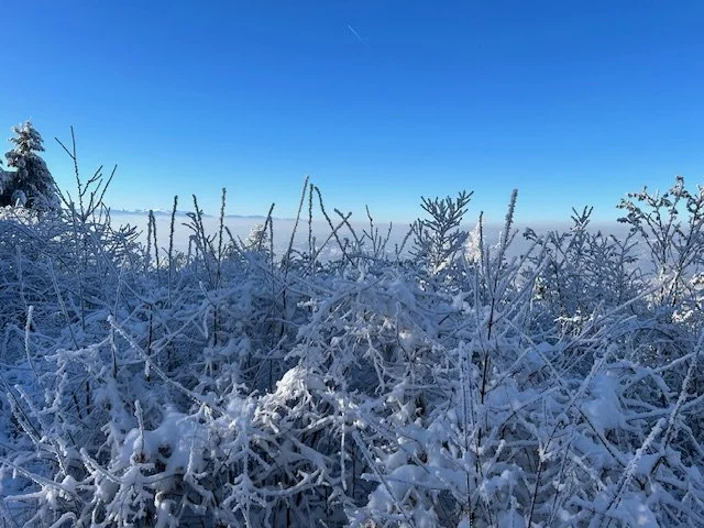 IMG_7884.jpeg