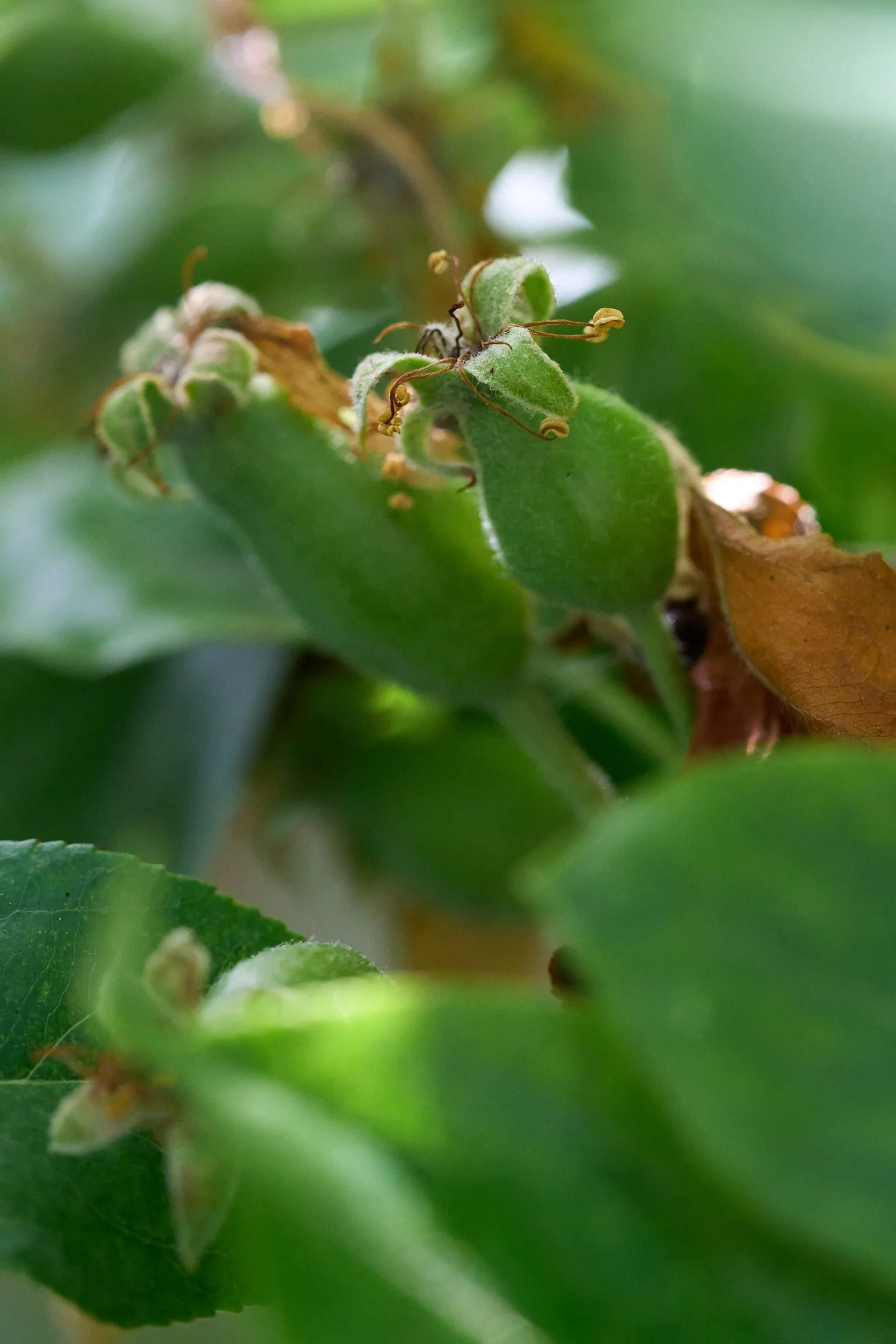 Flora_DSC00667.jpg