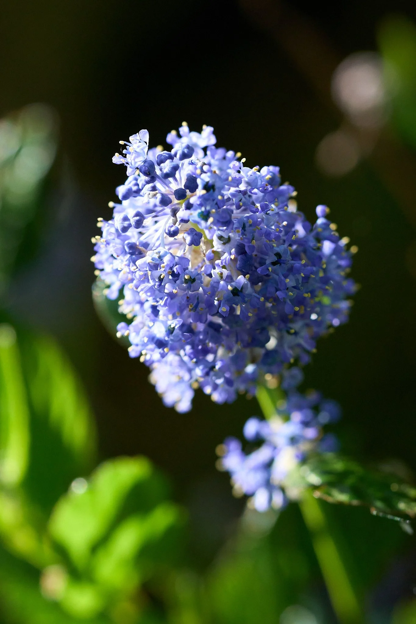 Flora_DSC00672.jpg