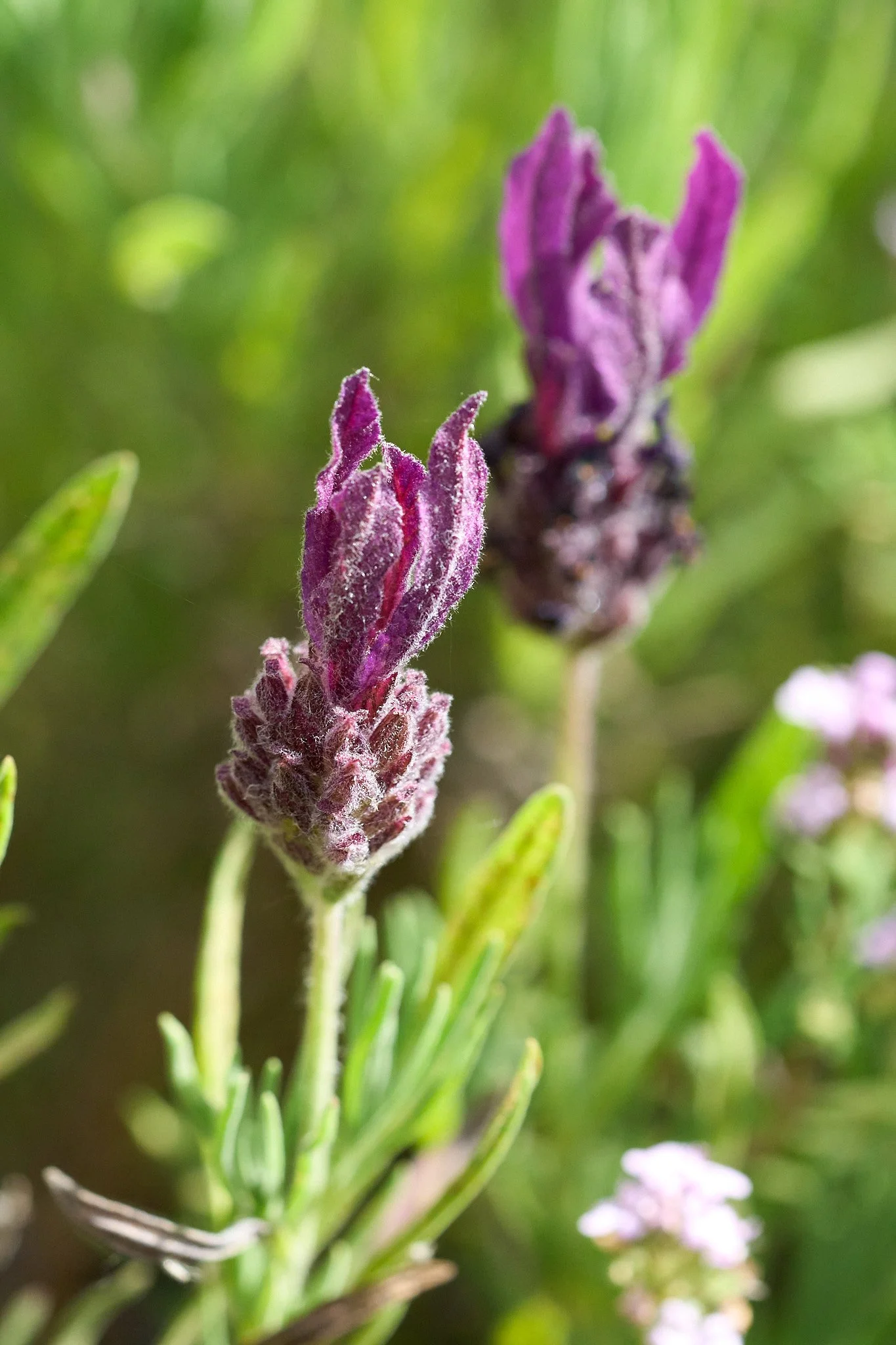 Flora_DSC00675.jpg