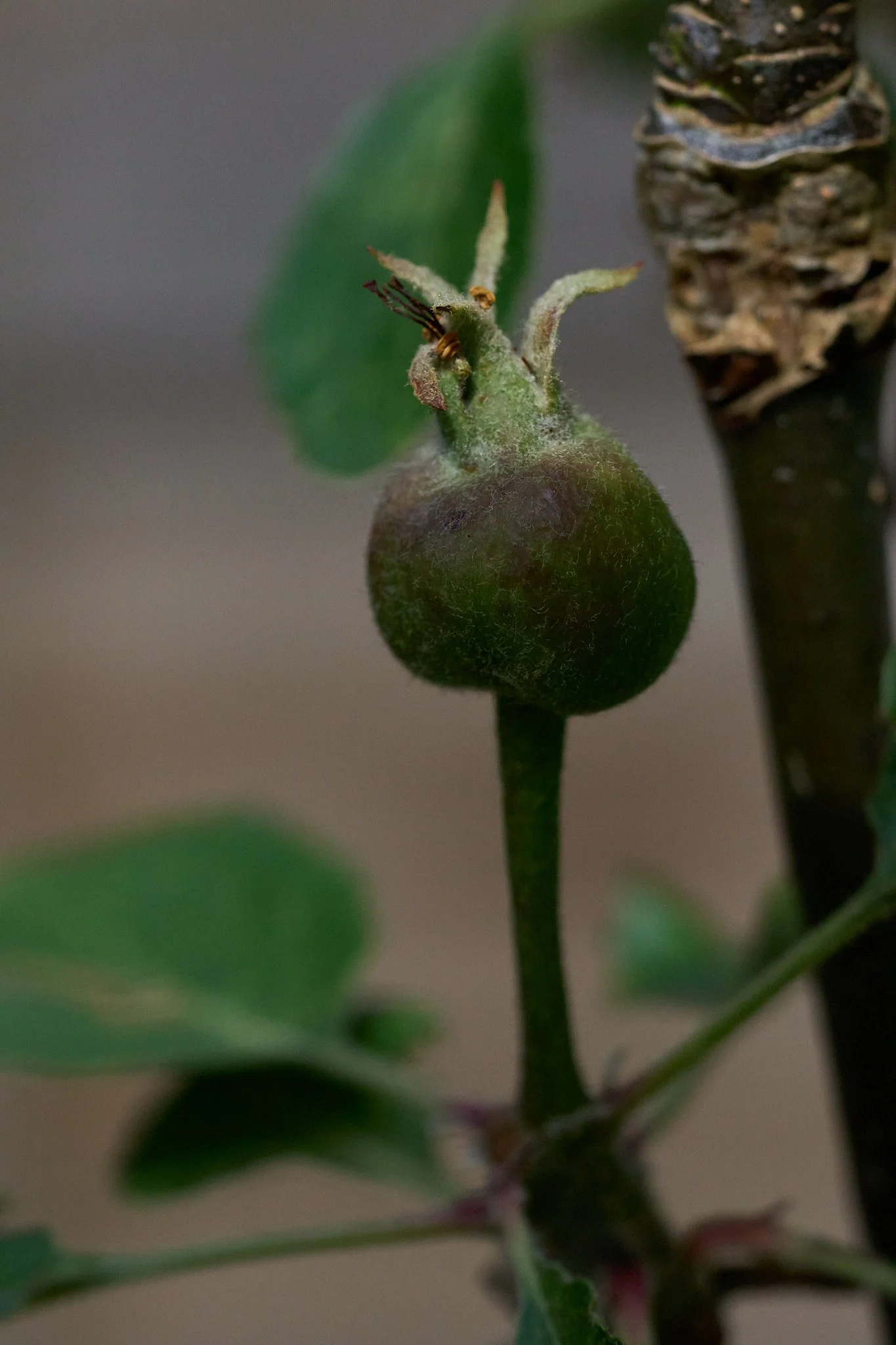 Flora_DSC00658.jpg