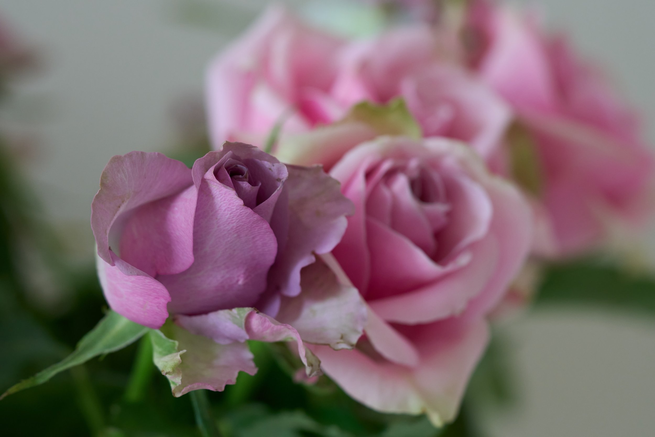 DSC00505.jpg