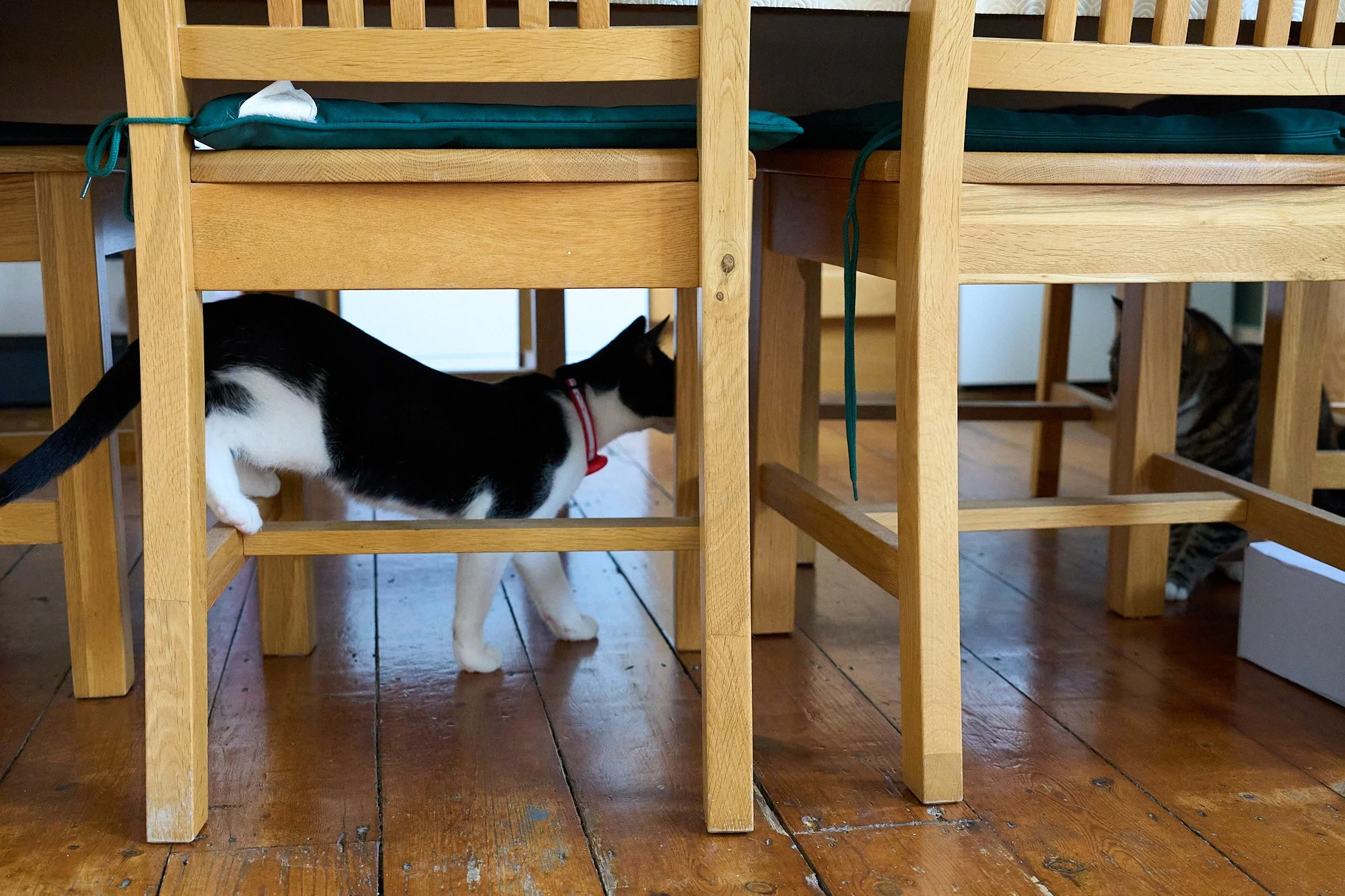 Juniper vs Crumpet standoff