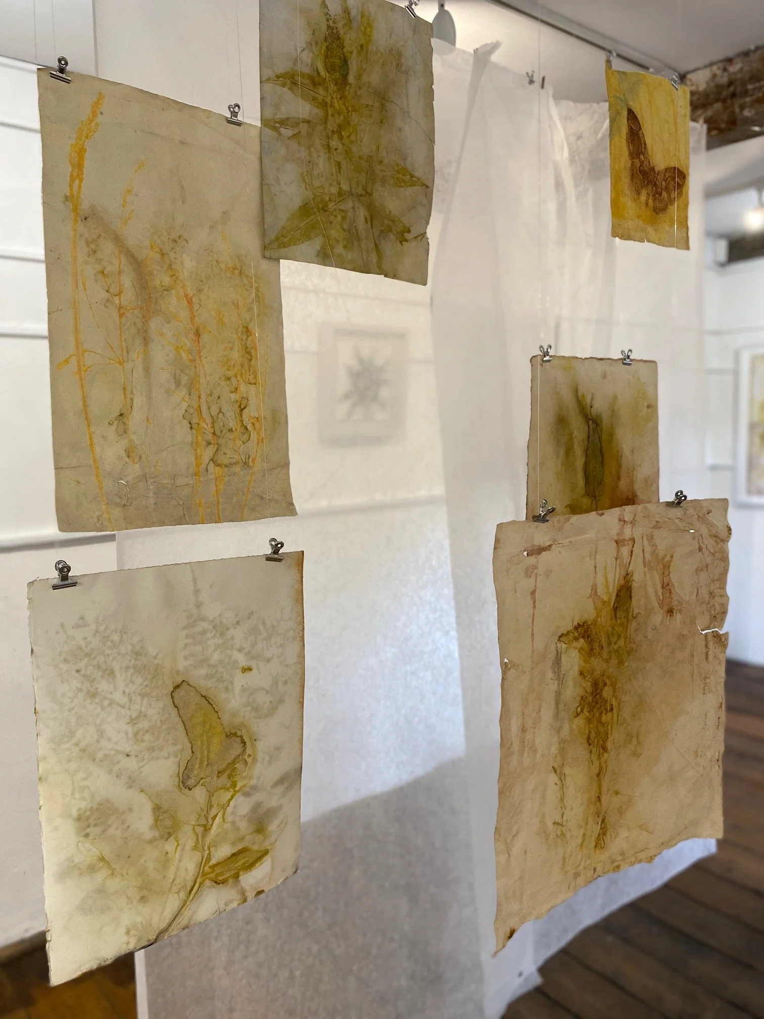 Installation view of 'lovers of the World' Hanging Eco Prints at Halesworth Gallery 2024