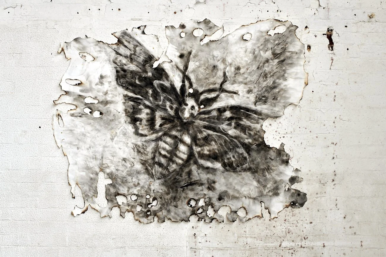 Death's Head Hawk Moth