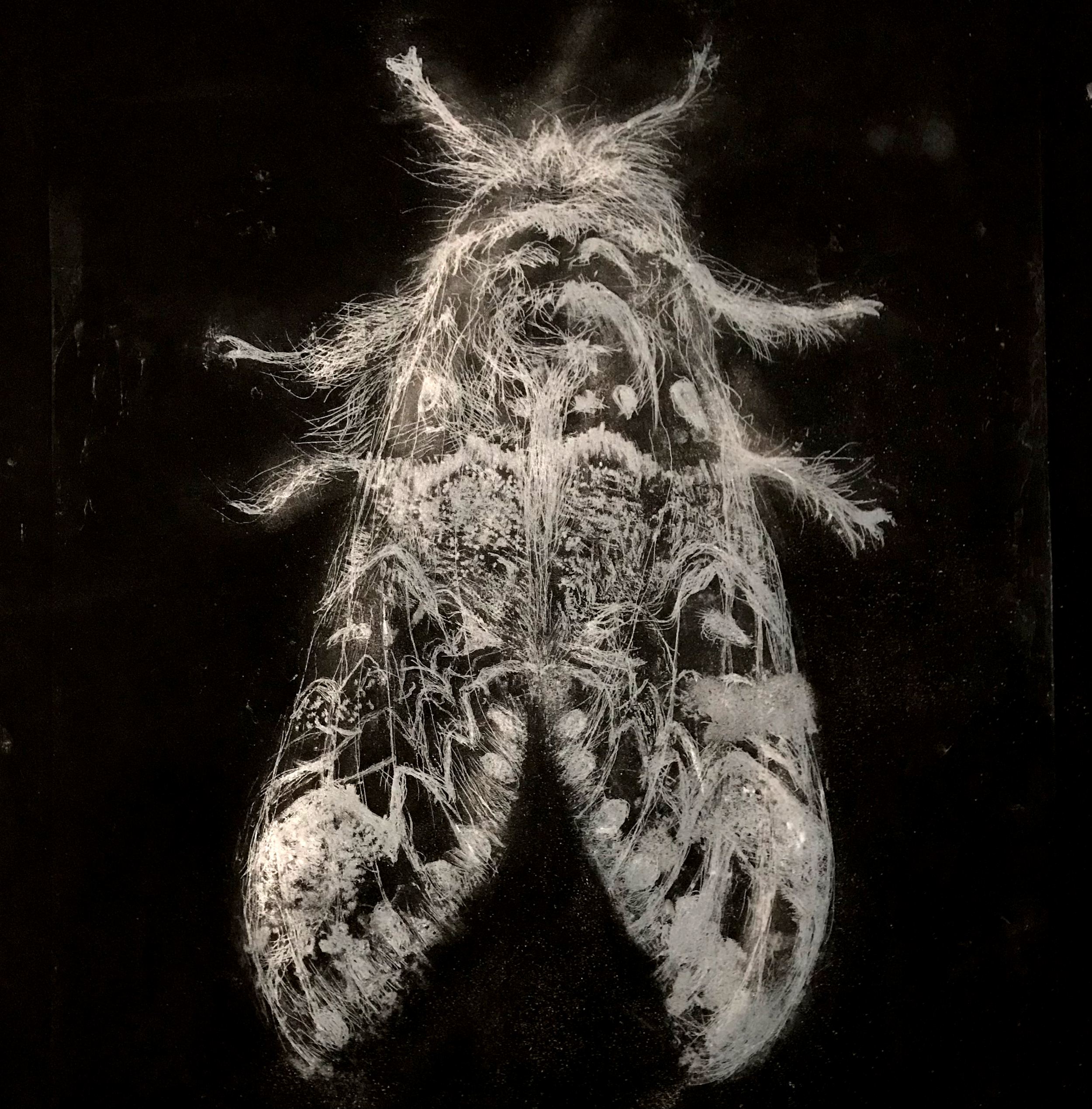 maria pavledis poplar kitten etching .png