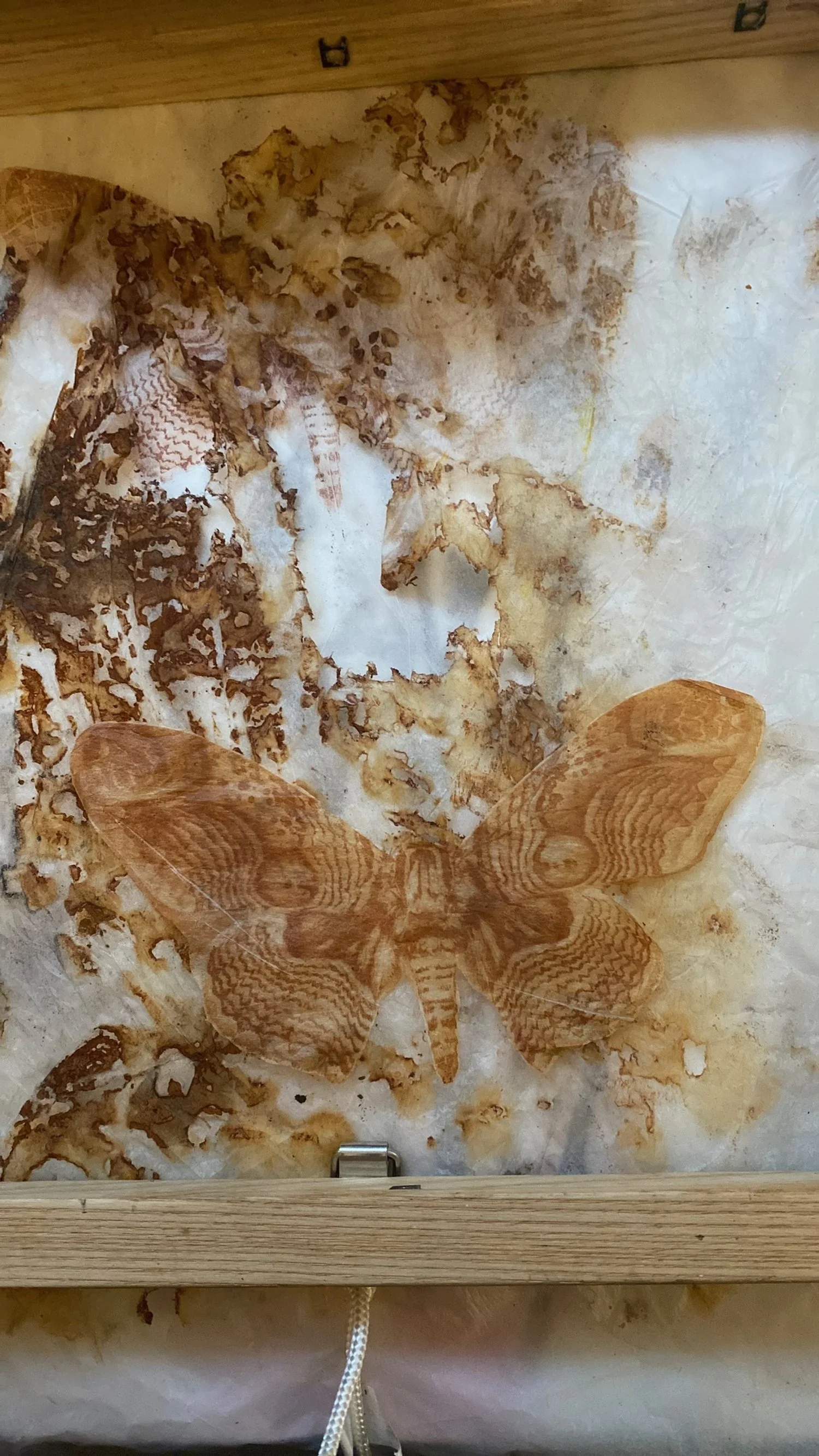 rust and moth solar etching.jpg