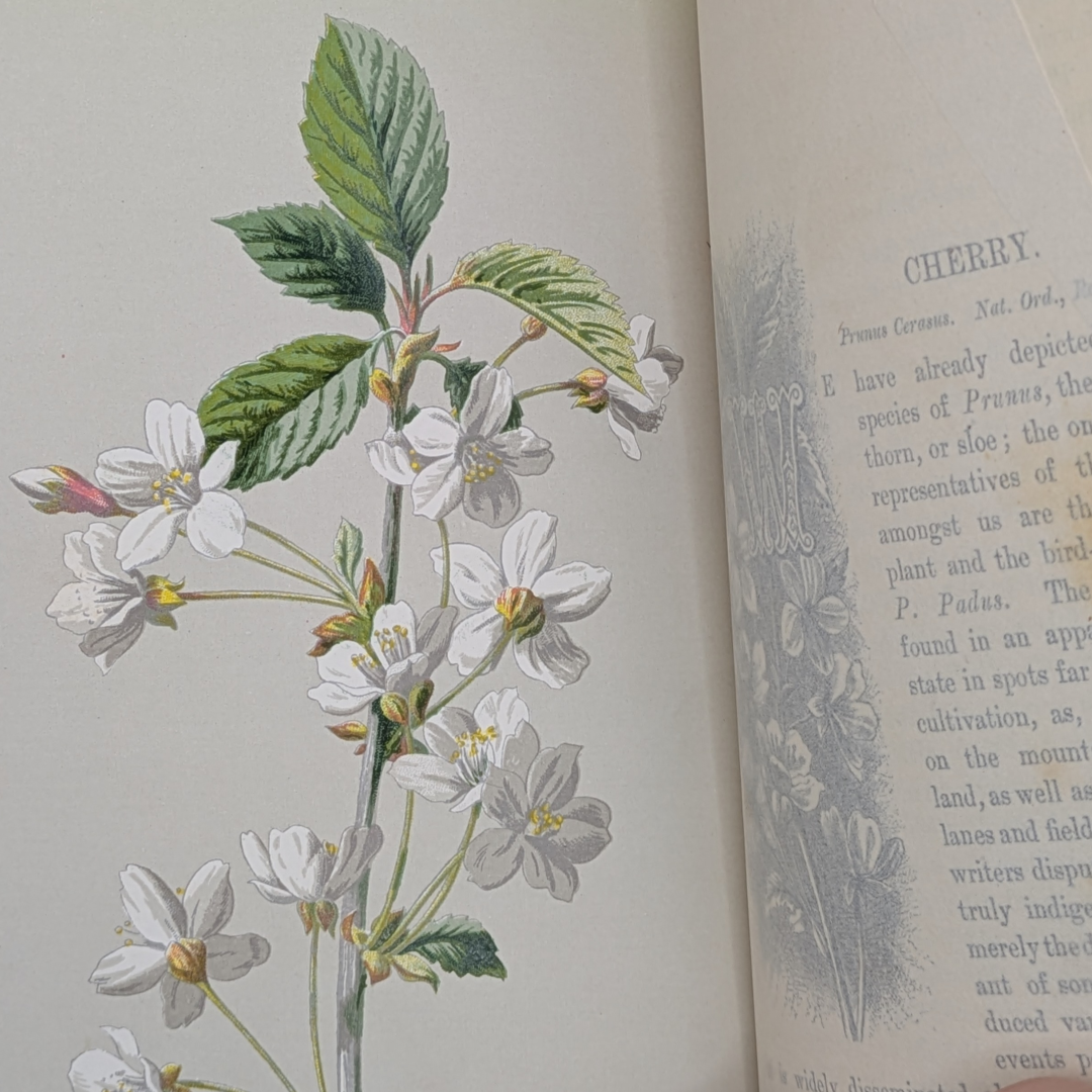 familiar wildflowers book vintage (7).png