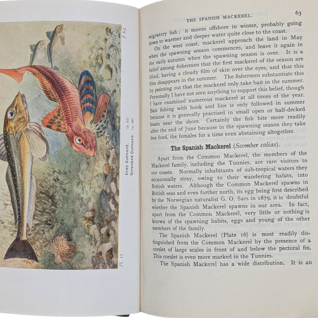 Fishes, 1942 natural history antique book