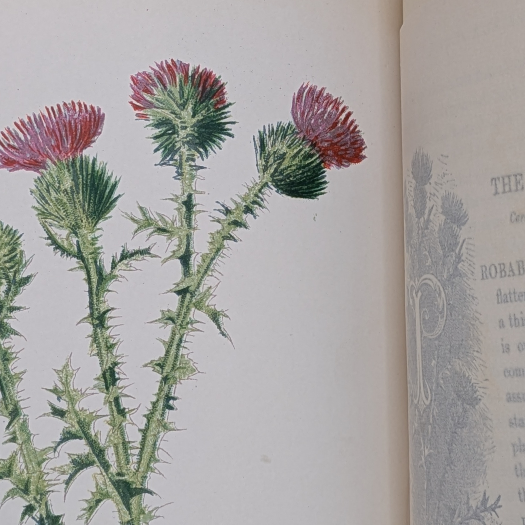 familair wild flowers (8).png