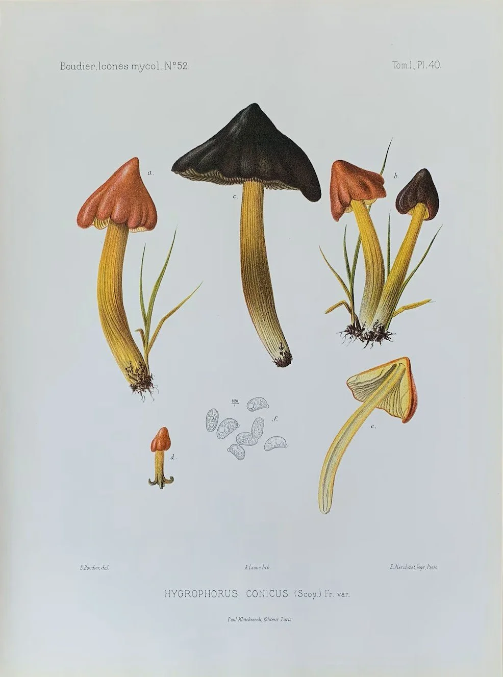 Mushroom Print Large.jpg