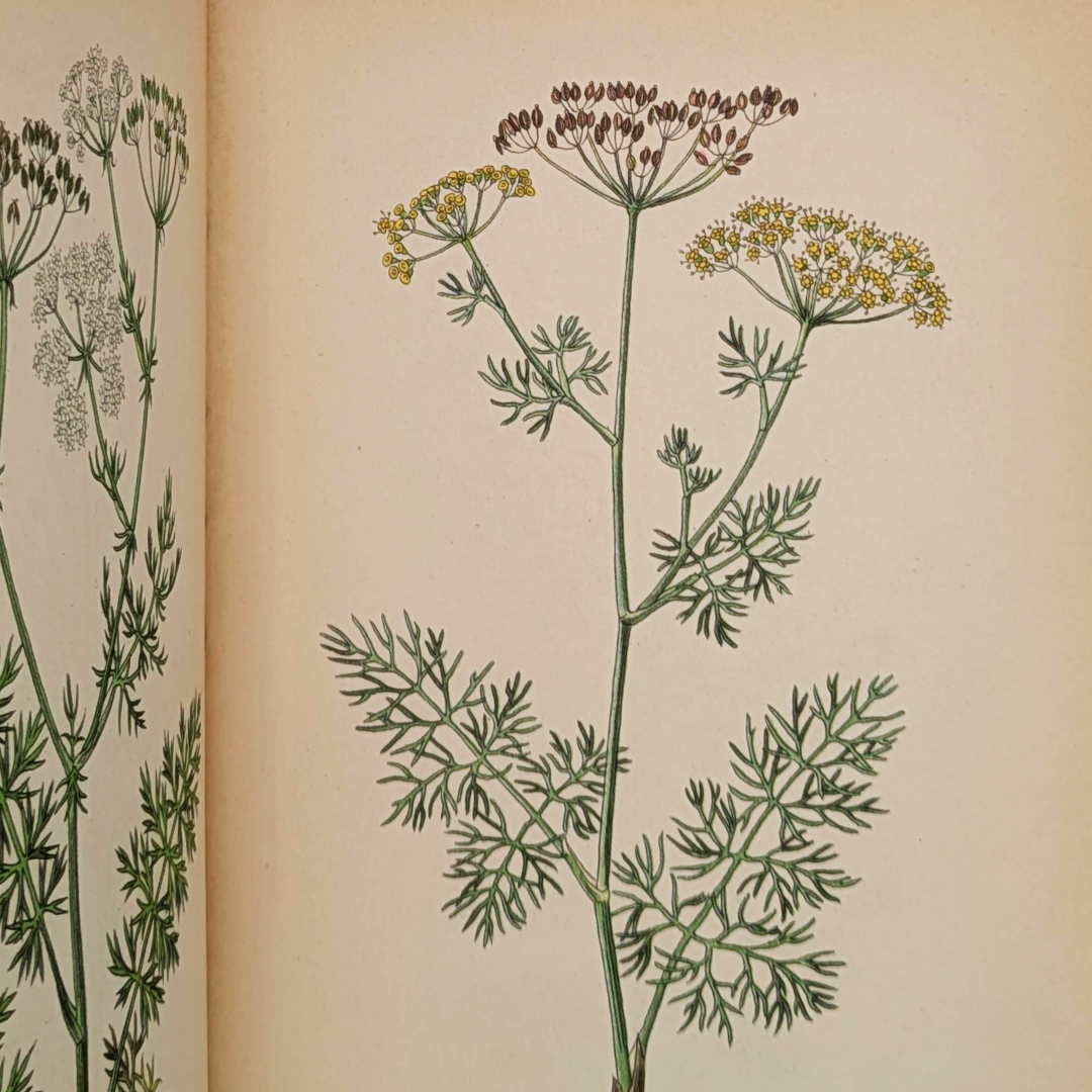 vintage herb book (8).png