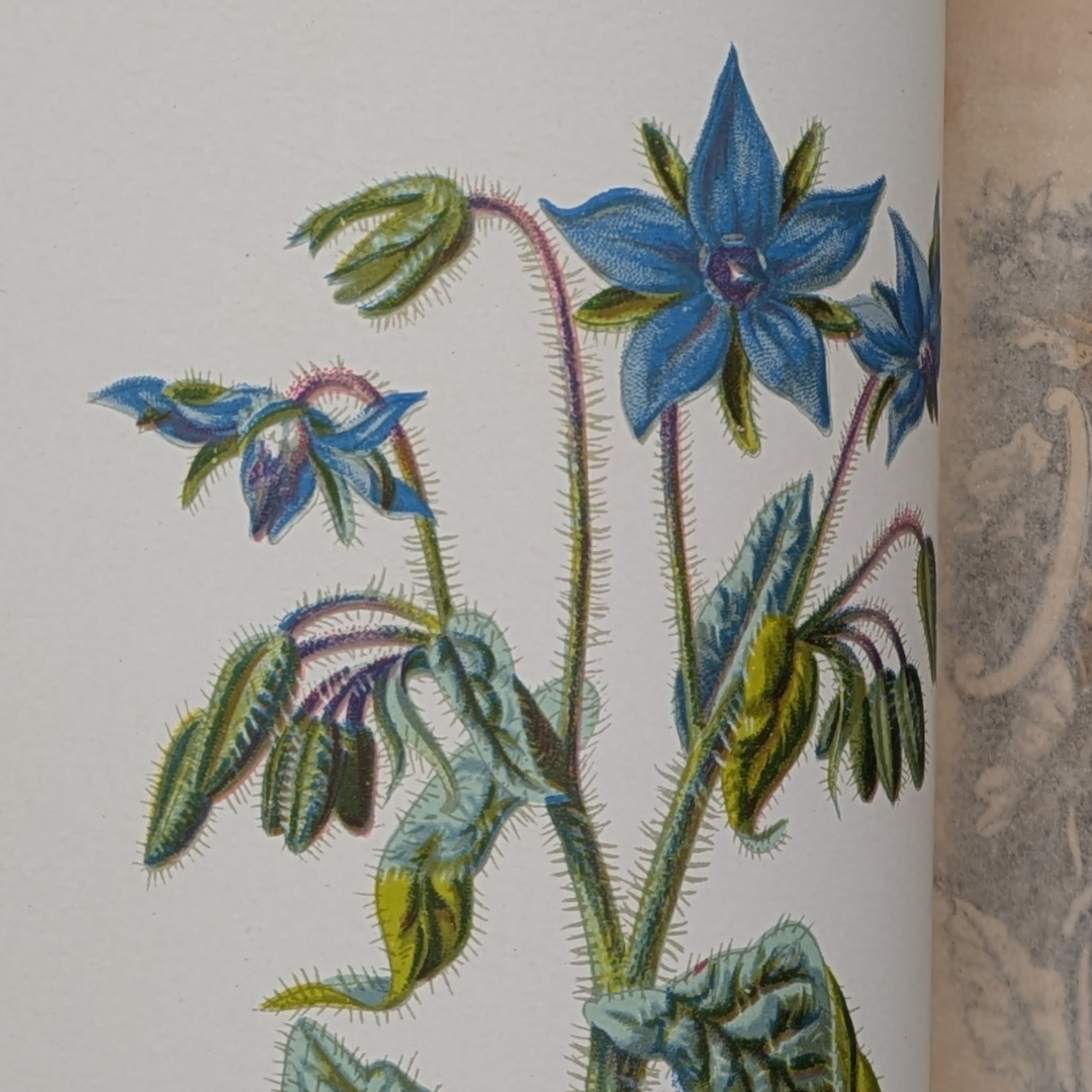wildflowers book (7).png