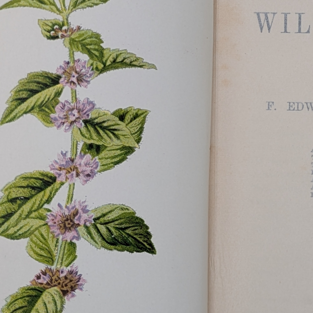 familair wildflowers (5).png