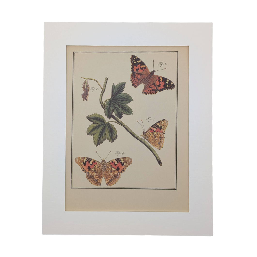 Butterfly Prints X4
