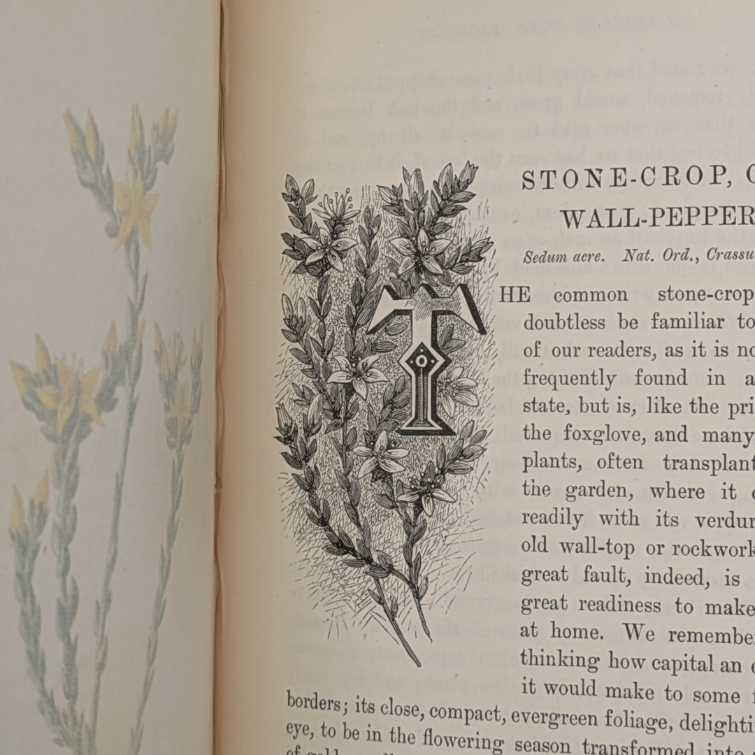 familair wildflowers (10).png