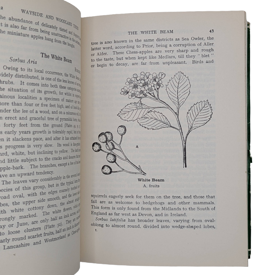 Woodland Trees, 1960 natural history book