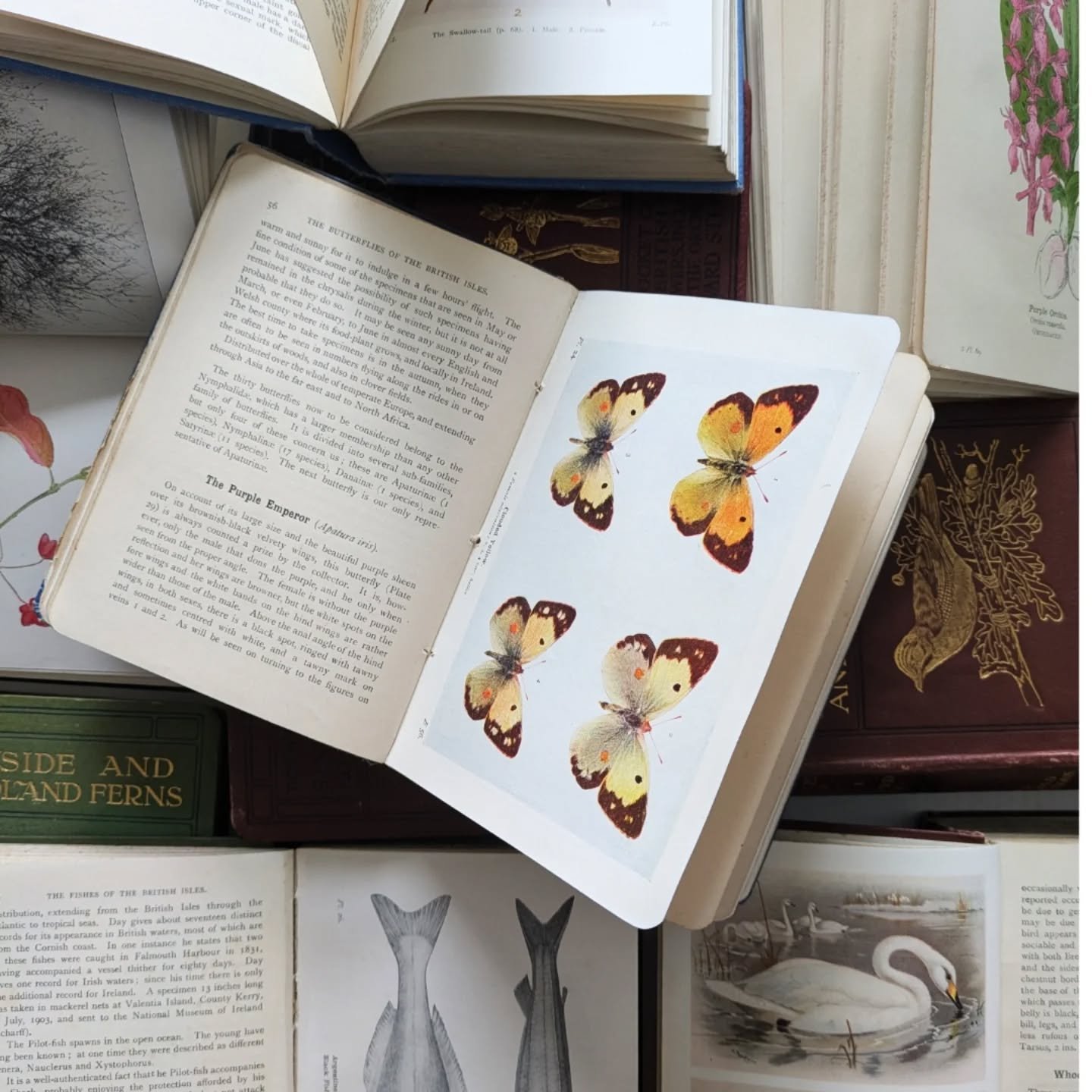 I'm finding that nature books are selling very well. Maybe now, with social media, people prefer books with nice visuals. Nature books &amp; bundles now in my eBay shop.

#bookaddiction #bookaddicts #onlinebookstore #booknerd #beautifulbooks #usedboo