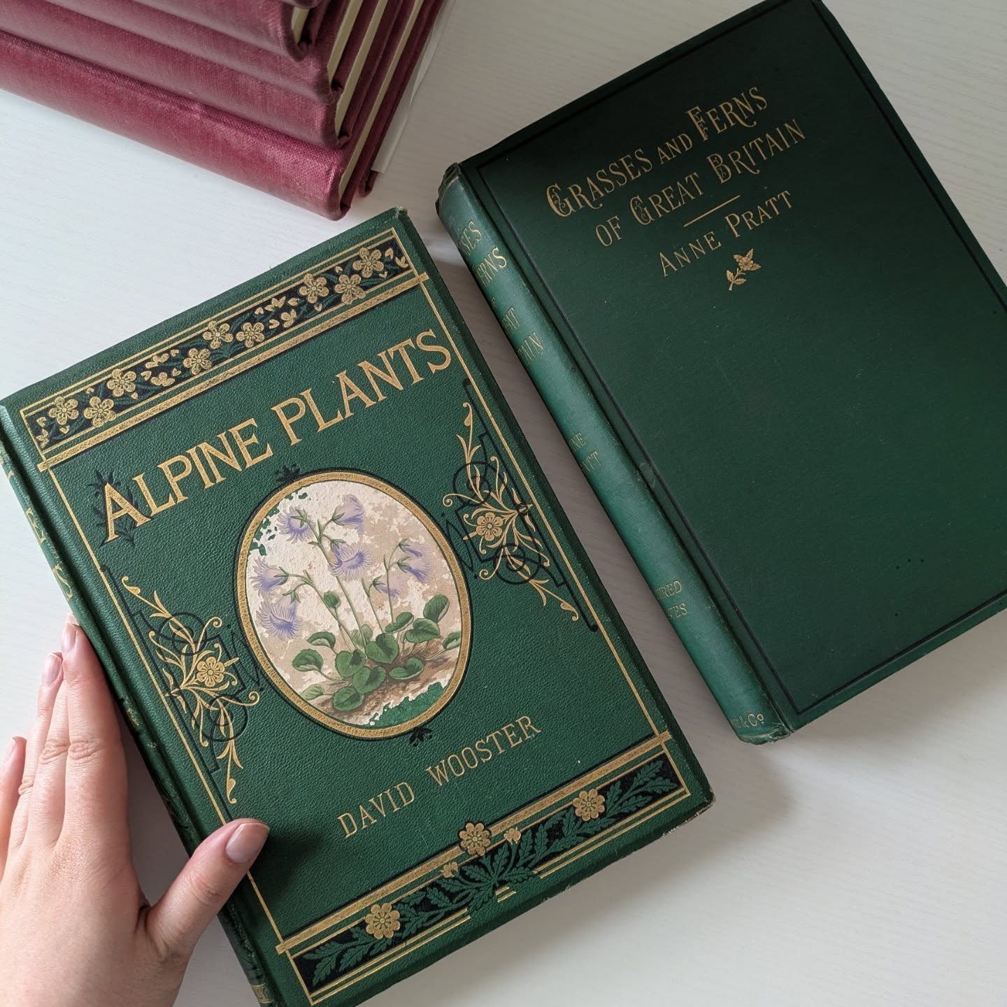 I'm considering focusing on botanical and natural history books. They seem to sell well and I'm always finding good deals. I'm also currently working on launching a much larger eBay shop. Although drafting lots takes forever so it might be another mo