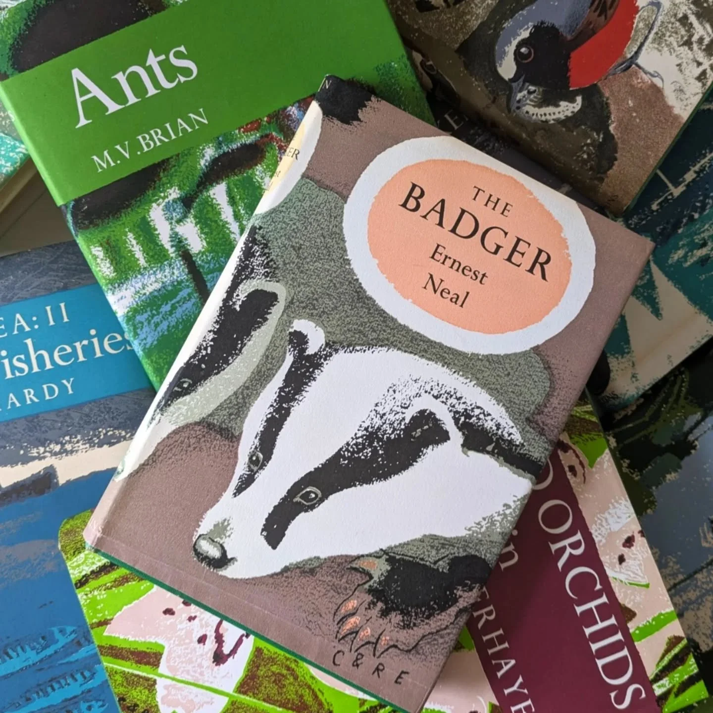 New Naturalist Books eBay. Including some first editions. I've reached 100 books in my eBay shop and have more to add this week. Plus, more natural history books 🍄

#rarebook #rarebooksofinstagram #rarebookshop #rarebookcollector #rarebookroom #book