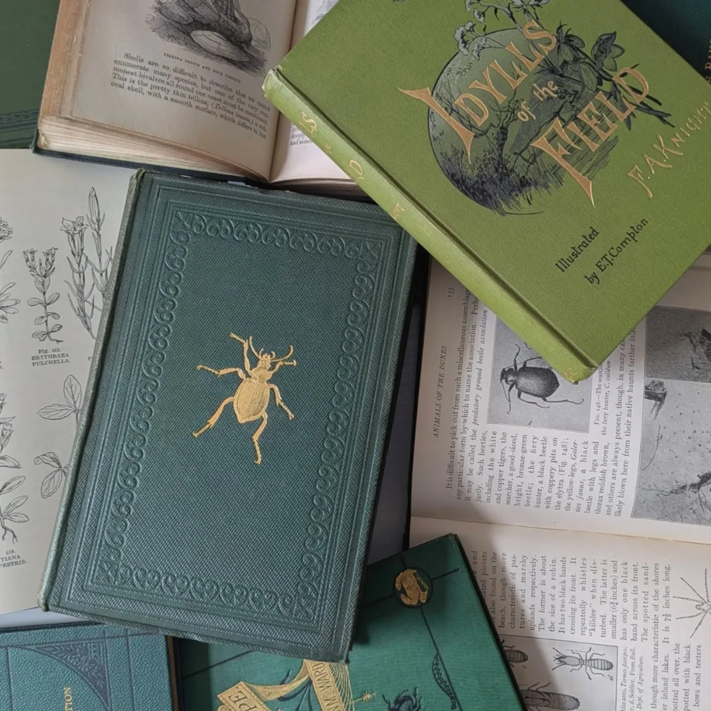 I've added lots of natural history books to my eBay shop. Some are so rare you will never see them selling online again. Themes include botanical, insects and biology. Act fast, eBay Shop link in profile.