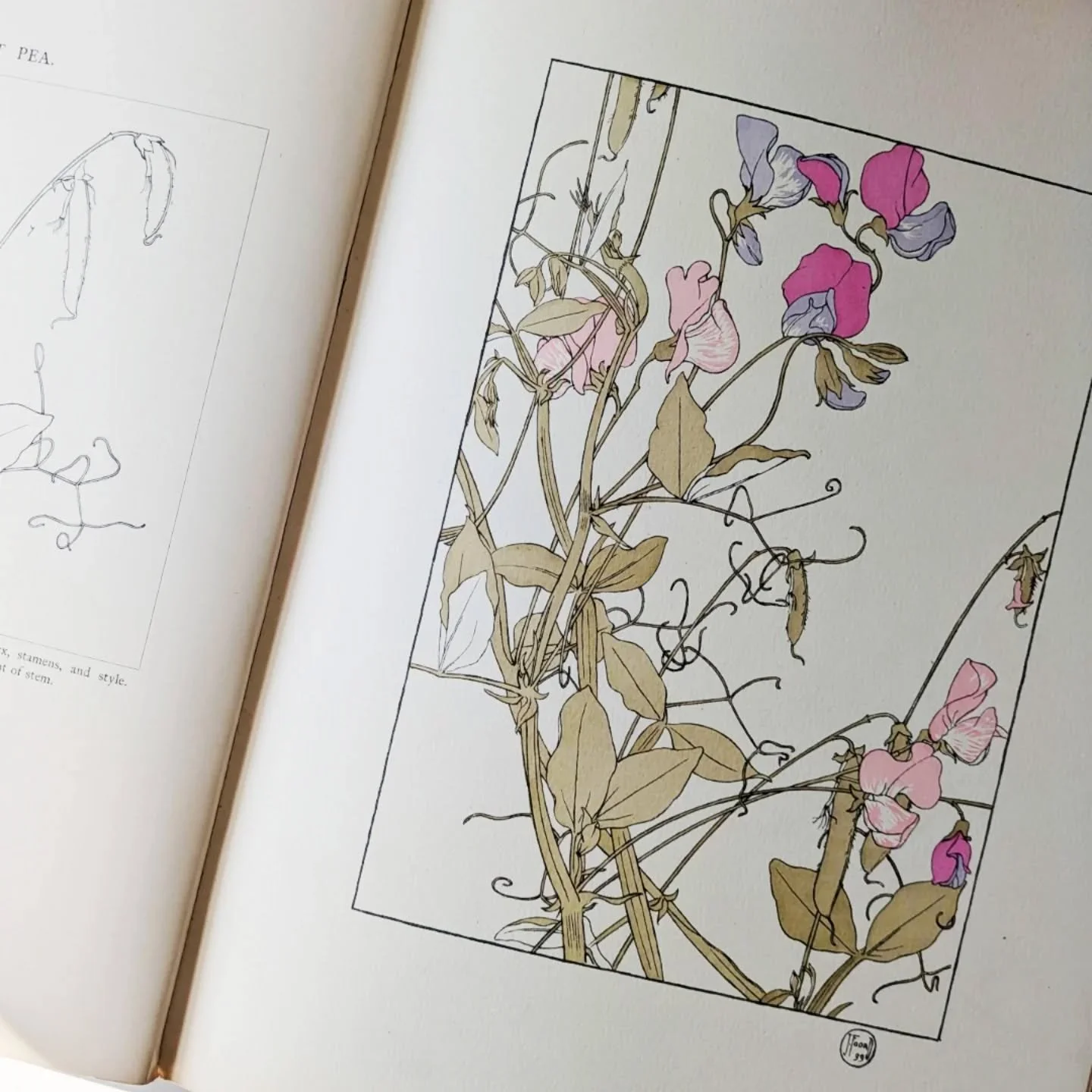 Decorative Flower Studies, 1901. Scottish Artist Jeannie Foord specialised in pastel flower illustrations. This is a rare complete book filled with 40 botanical plates. 

eBay &pound;250 (rrp &pound;400)

#bookaddiction #bookaddicts #onlinebookstore 