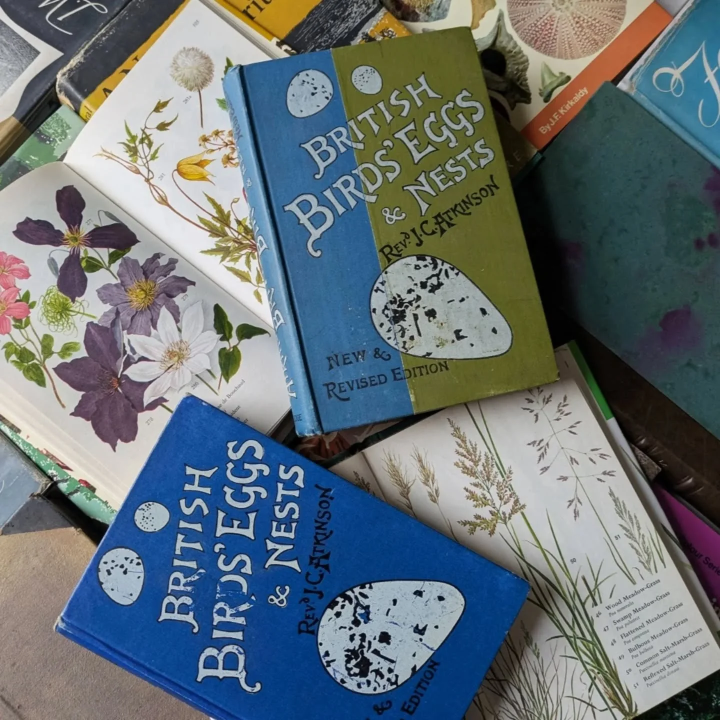 I now have 100 Books in my eBay shop. Including natural history, botanical and new naturalist collections. Best prices online &amp; I can also bulk post for UK buyers.

#bibliophile #bookworm #bookstaexplore #ukbookstagram #beautifulbooks #bookstack 
