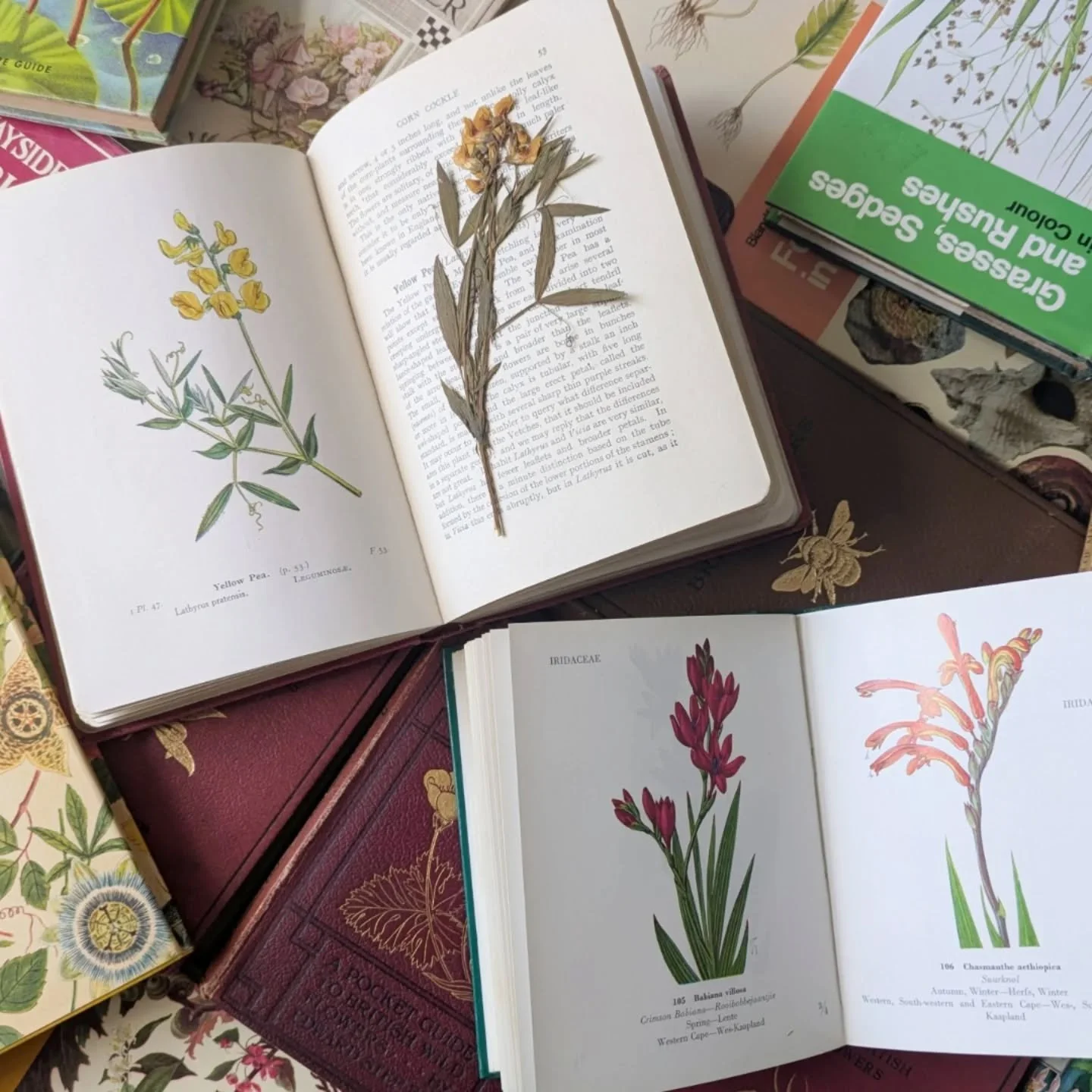 Happy New Year! This week, I launched a book quiz. I&rsquo;ve been getting questions about what type of books I am sending out. For reference, books like these in the photos across a range of themes, botanical, wildlife &amp; vintage. All in good con