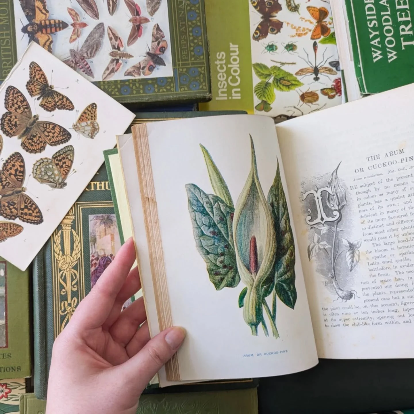 📚 eBay lots of natural history, plus good prices making them great for resale.

If you're looking for something in particular you can use the Book Quiz on my website. For example enter - fairy book pink, butterfly book blue, botanical book green. I 