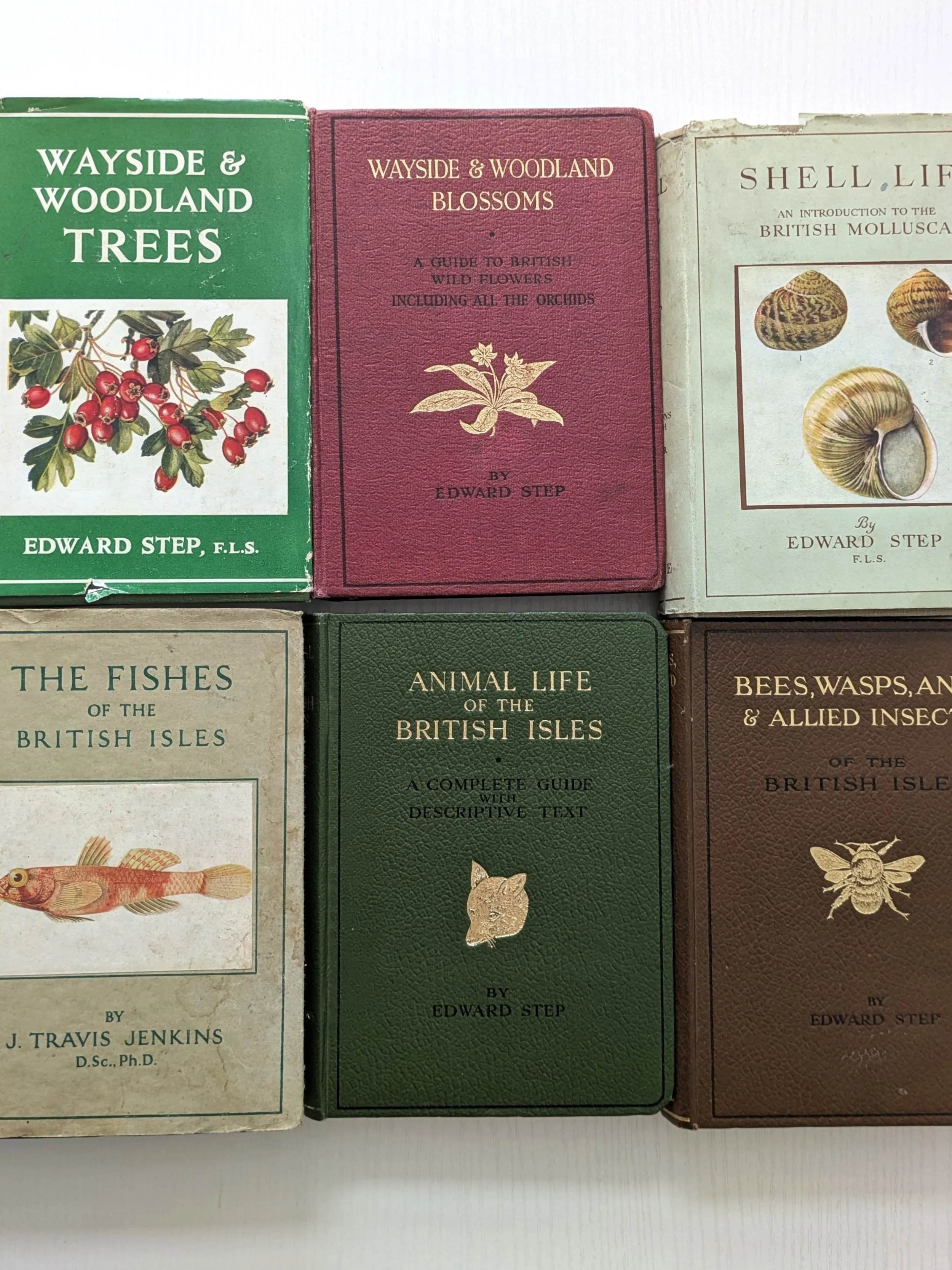 📚 Bank Holiday Books. I&rsquo;ve added a lot of new books to my website shop this weekend. illustrated botanical and wildlife books. 

Free Delivery UK🚚 

Wayside Woodland &pound;15 
Shown to the Children &pound;10

website shop link in description