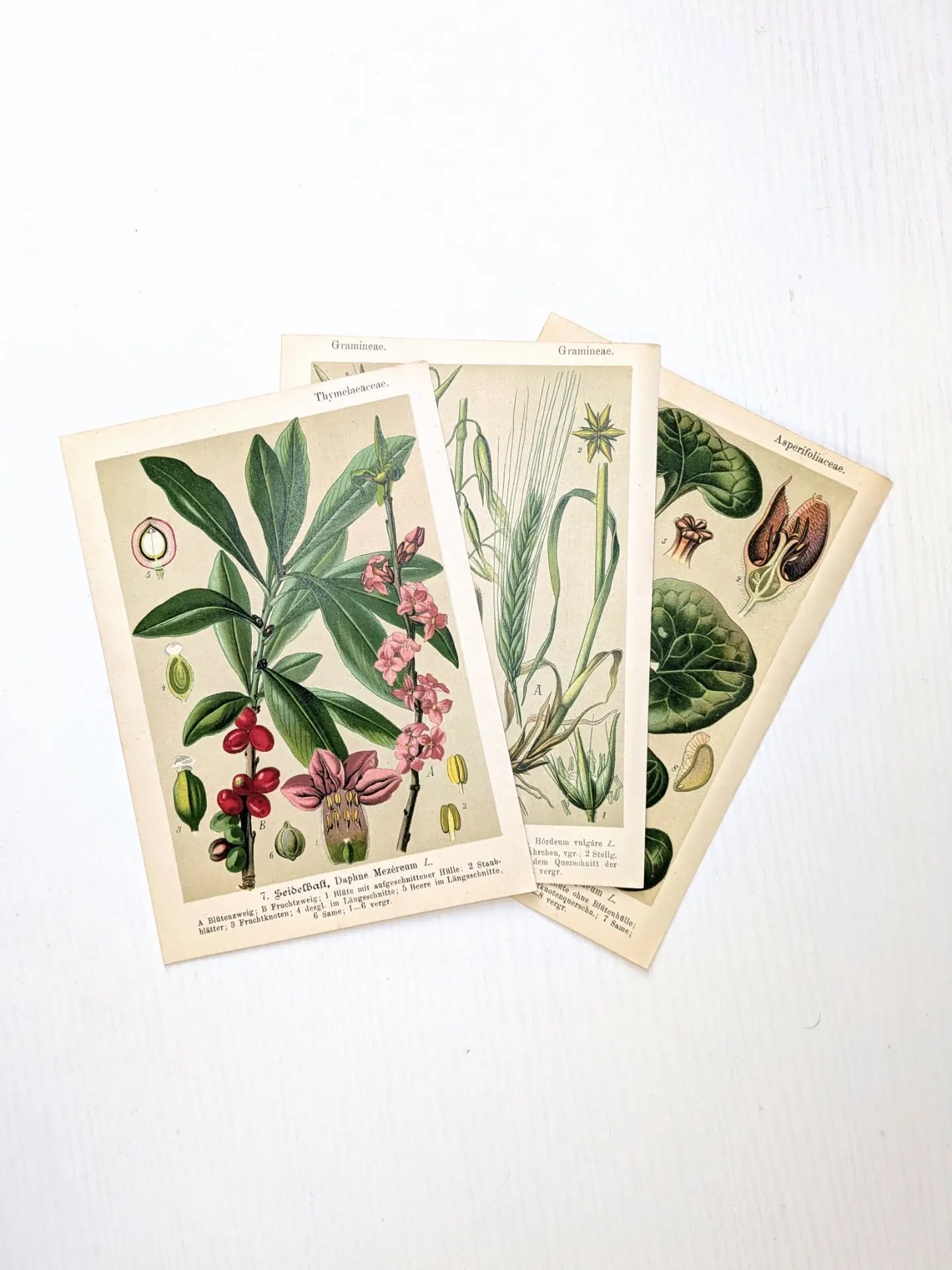 Natural History Prints 🌿 i have added lithographs to my website shop. The illustrations are from 1880 but the plates are likely 1920. Themes 🍄 🪲 🦋 

&pound;10 each

Free Delivery orders over &pound;35

#naturalhistoryillustration #lithographs