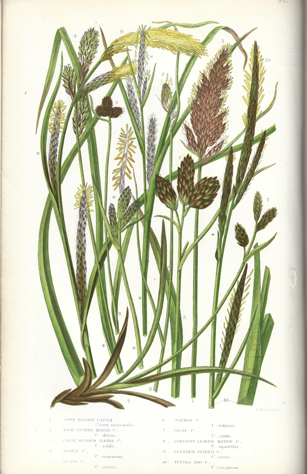 Anne Pratt, 1870 (4) antique botanical illustraions.png