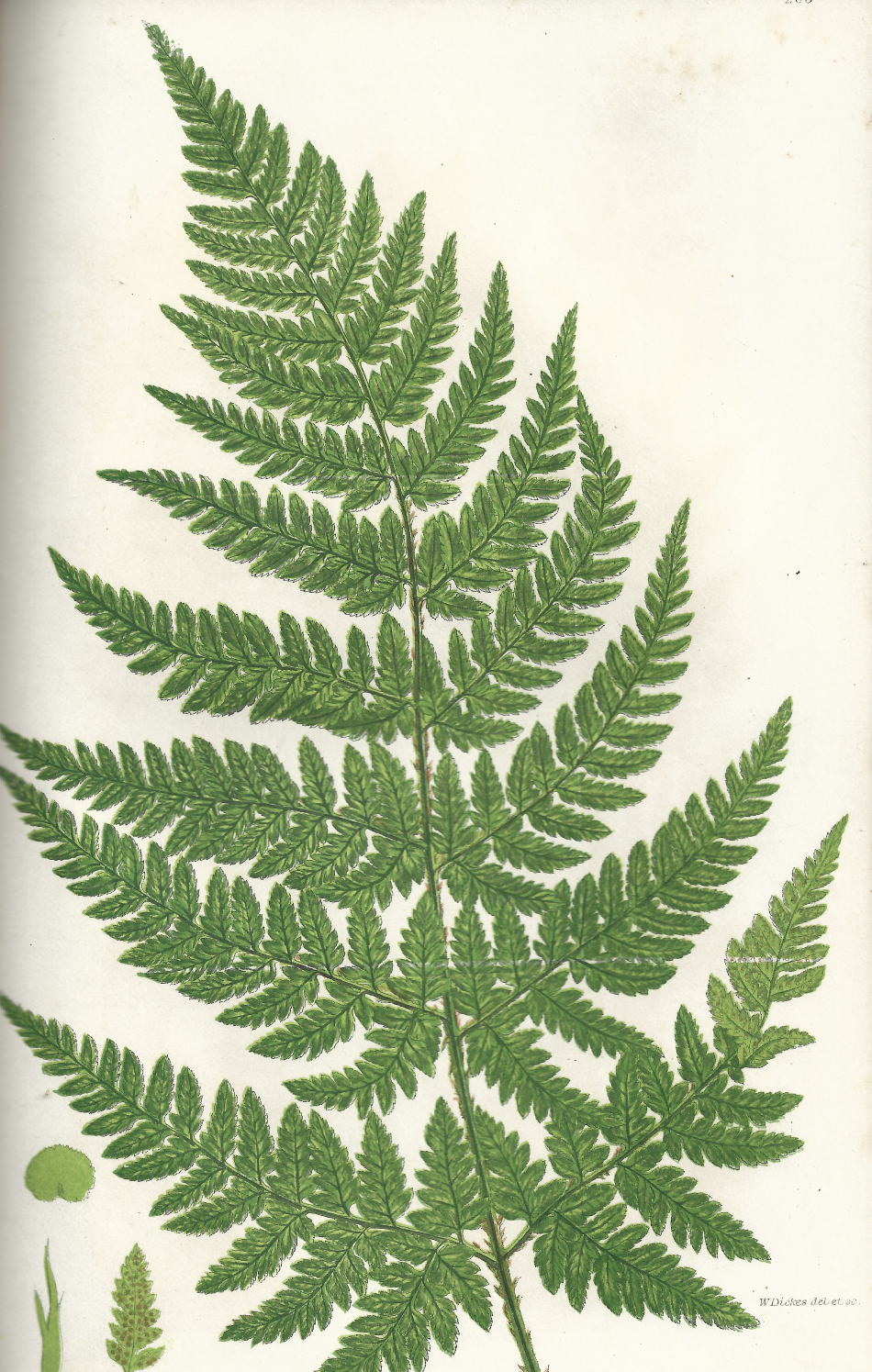 Anne Pratt, 1870 botanical antique illustraion.png