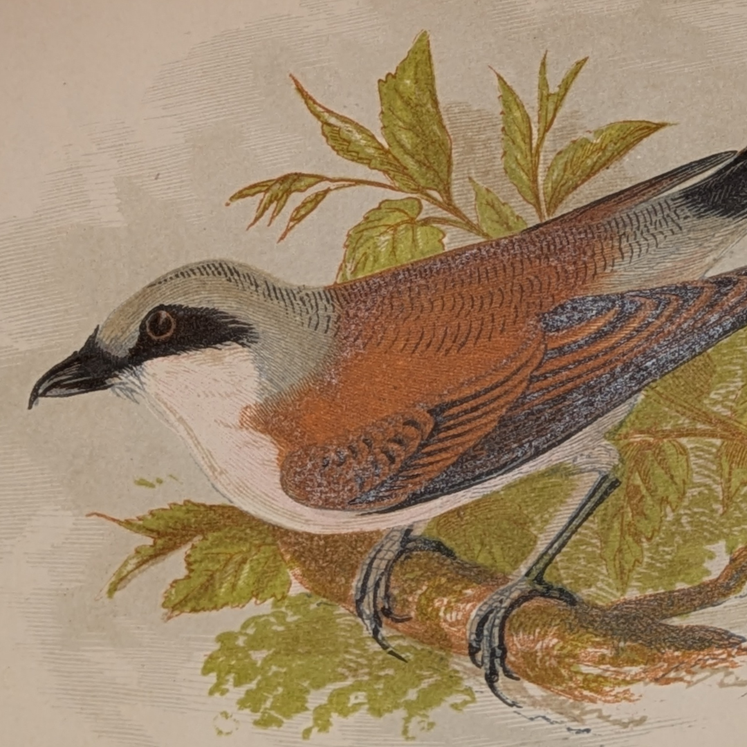 anne pratt birds book (8).png