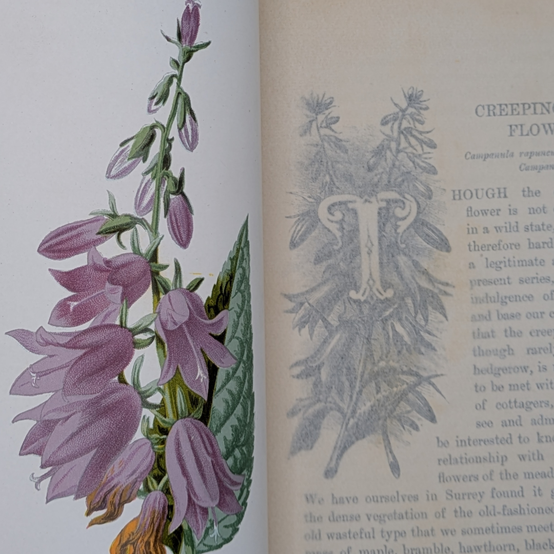 familair wild flowers (4).png