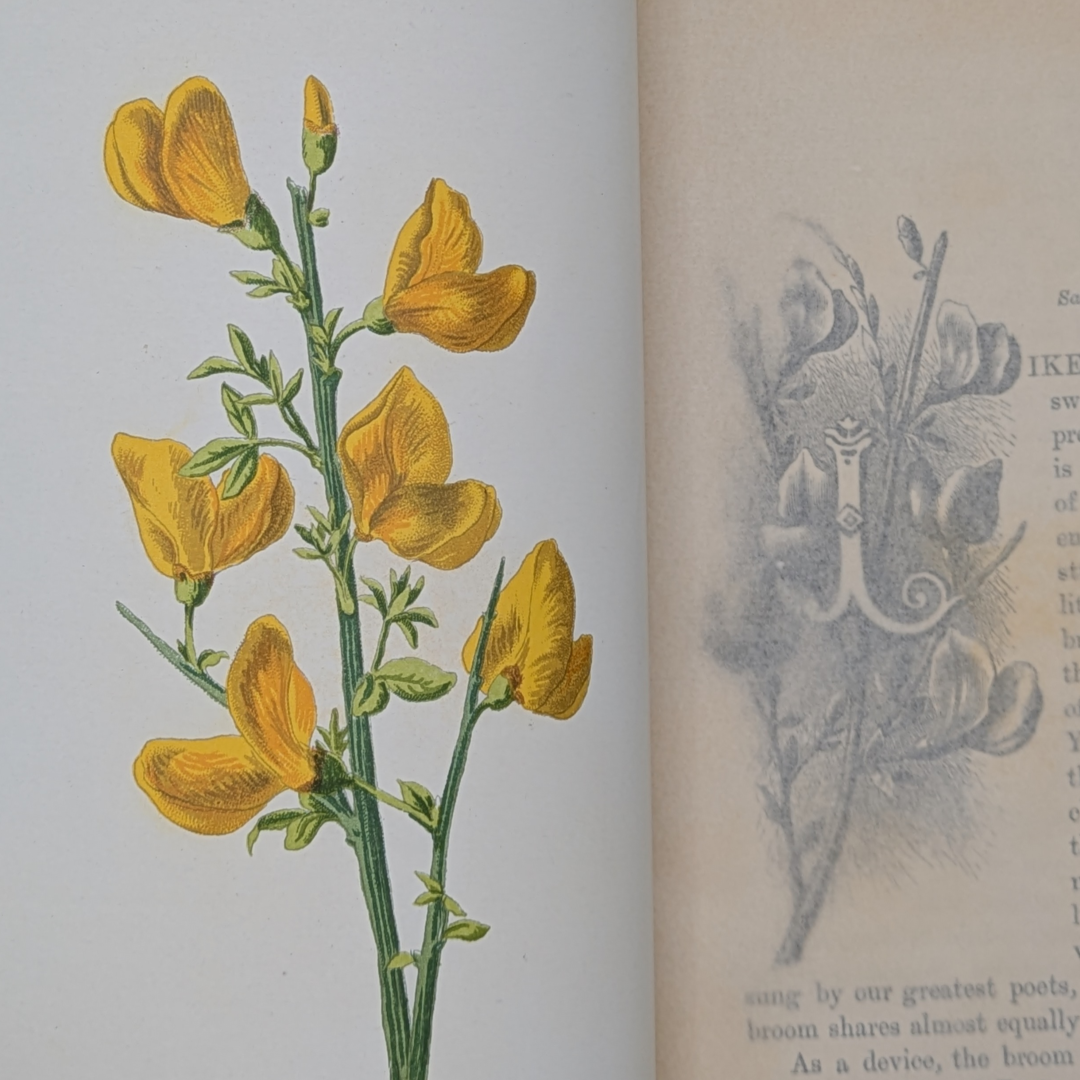 familair wild flowers (5).png