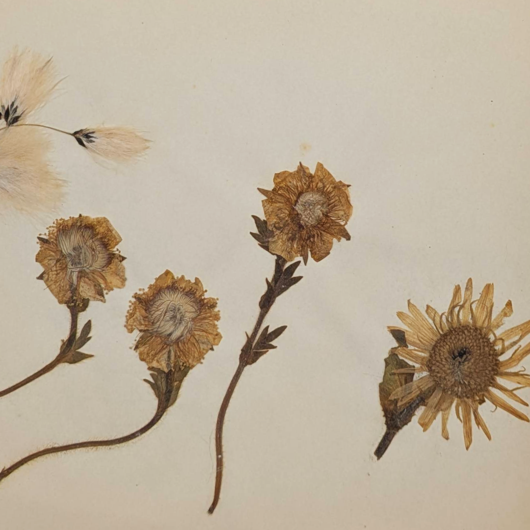 Sketchbook butterfly prints (4).png