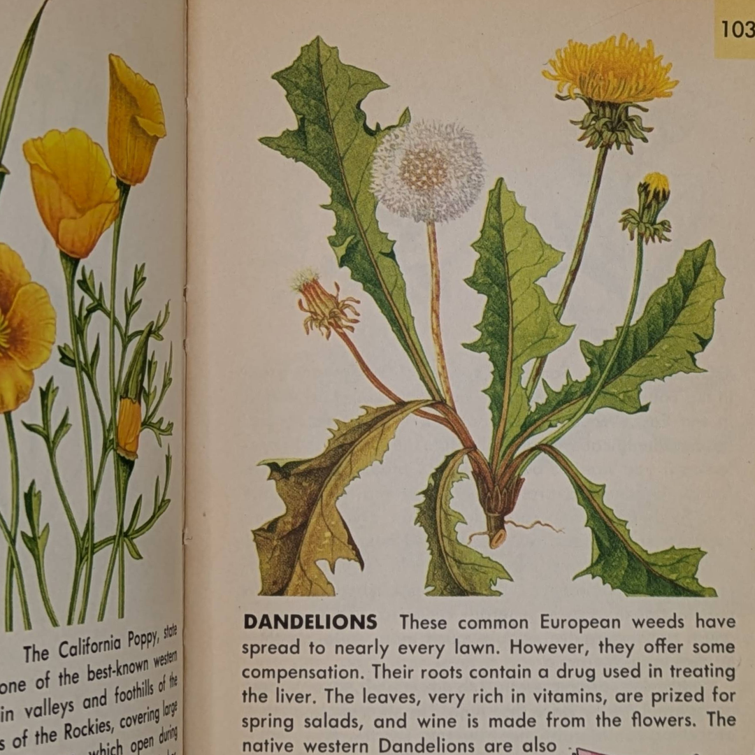 Flowers, 1950 botanical colour plates book