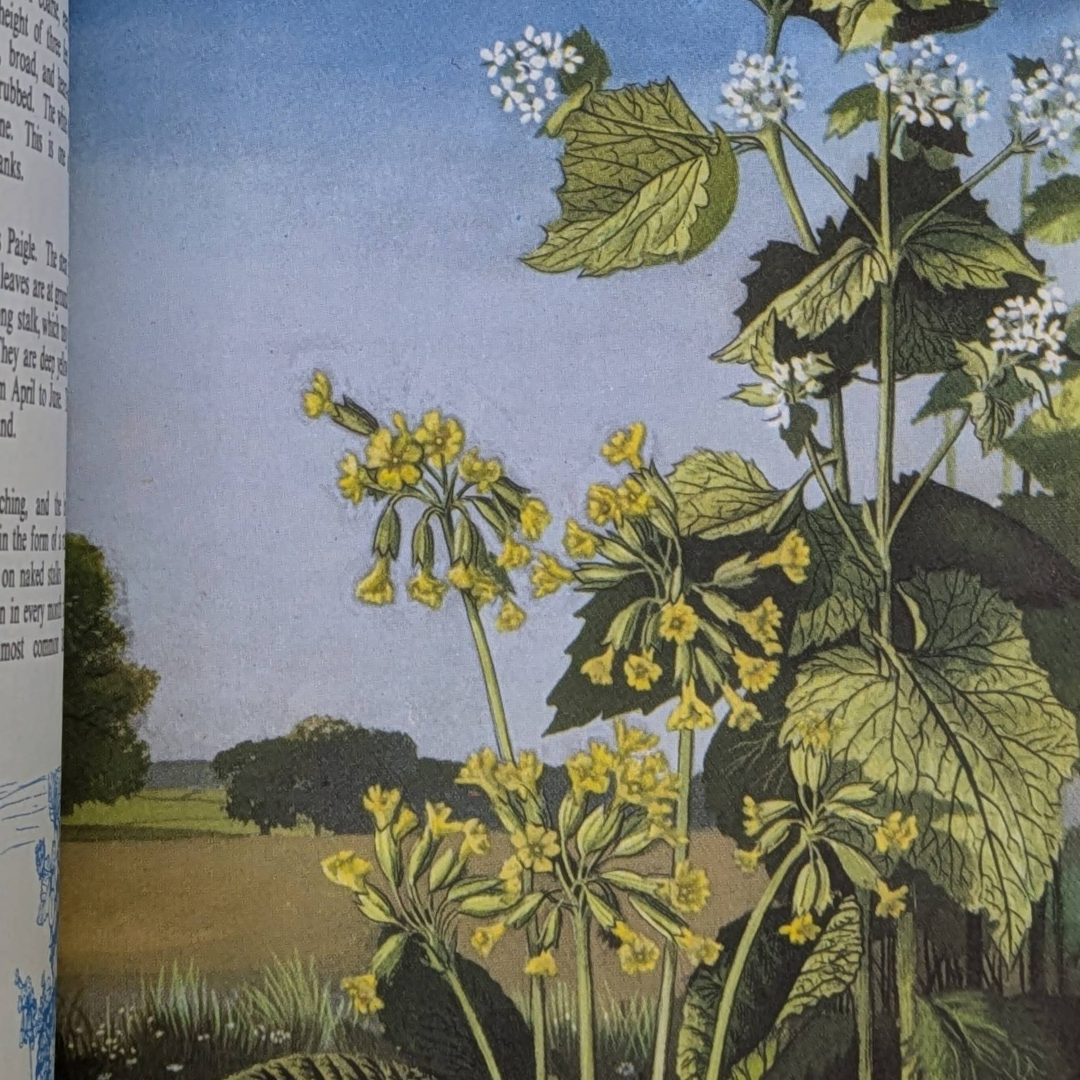 Wildflowers, 1957, vintage natural history book