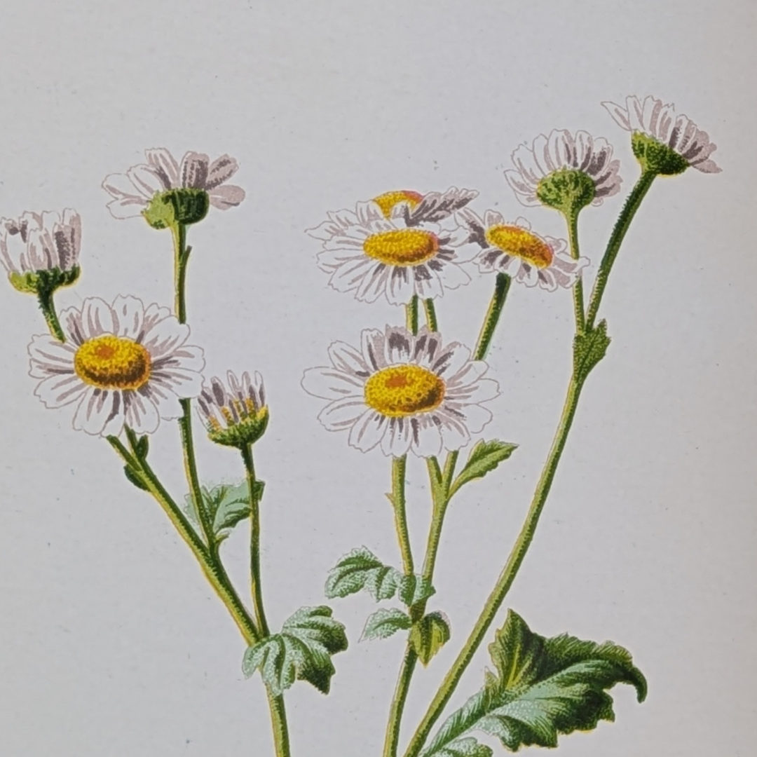 familair wildflowers (12).png