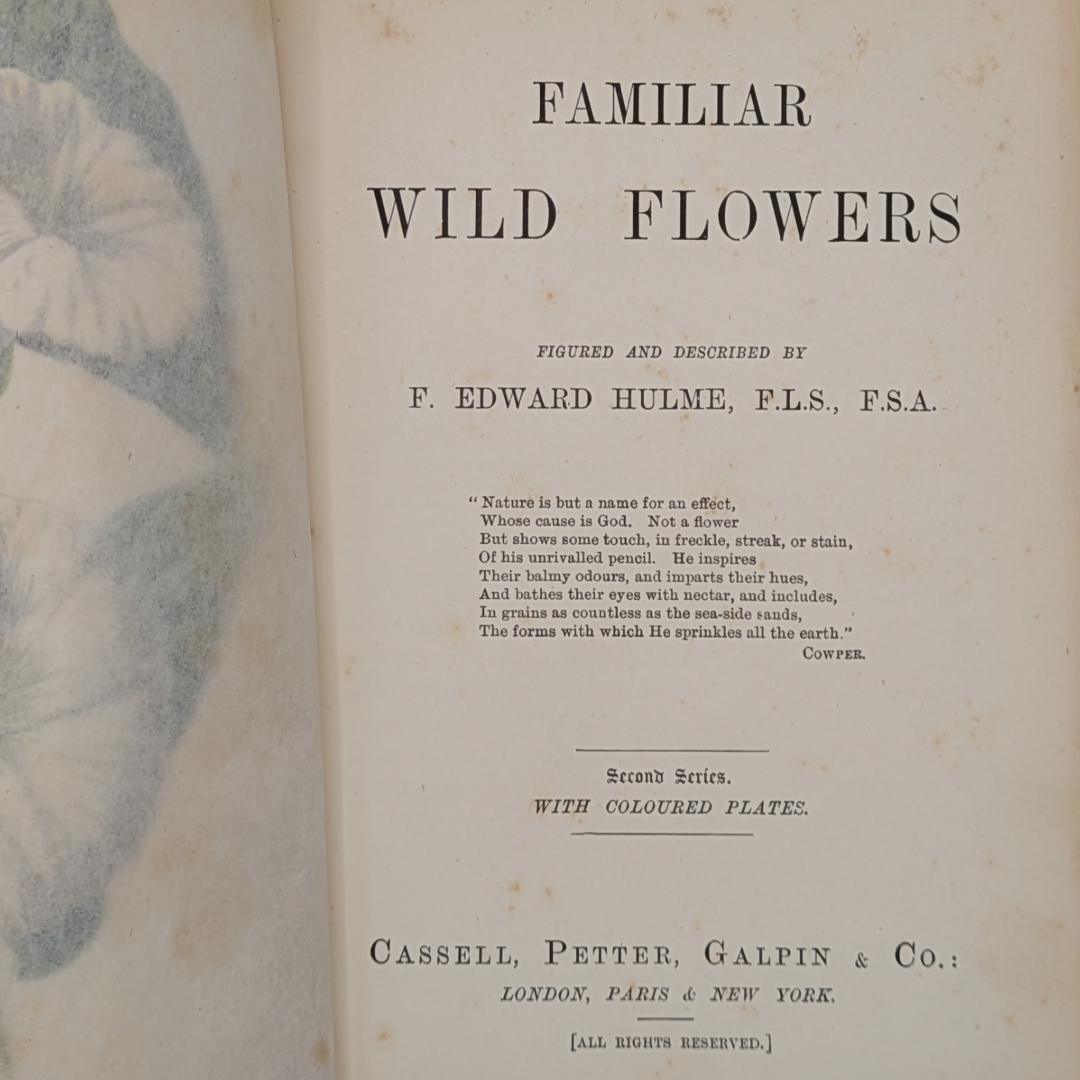 wildflower books (4).png