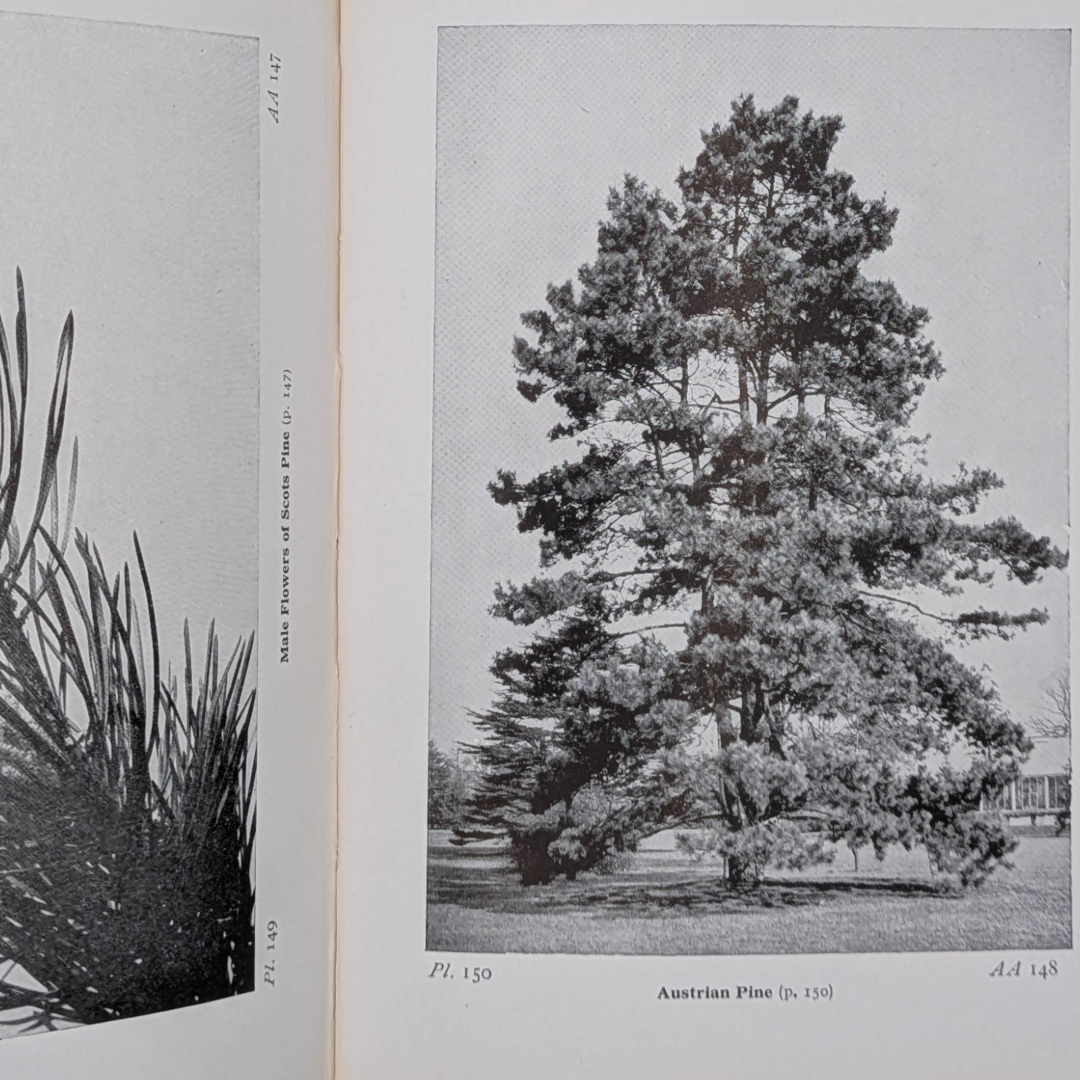 Woodland Trees, 1960 natural history book